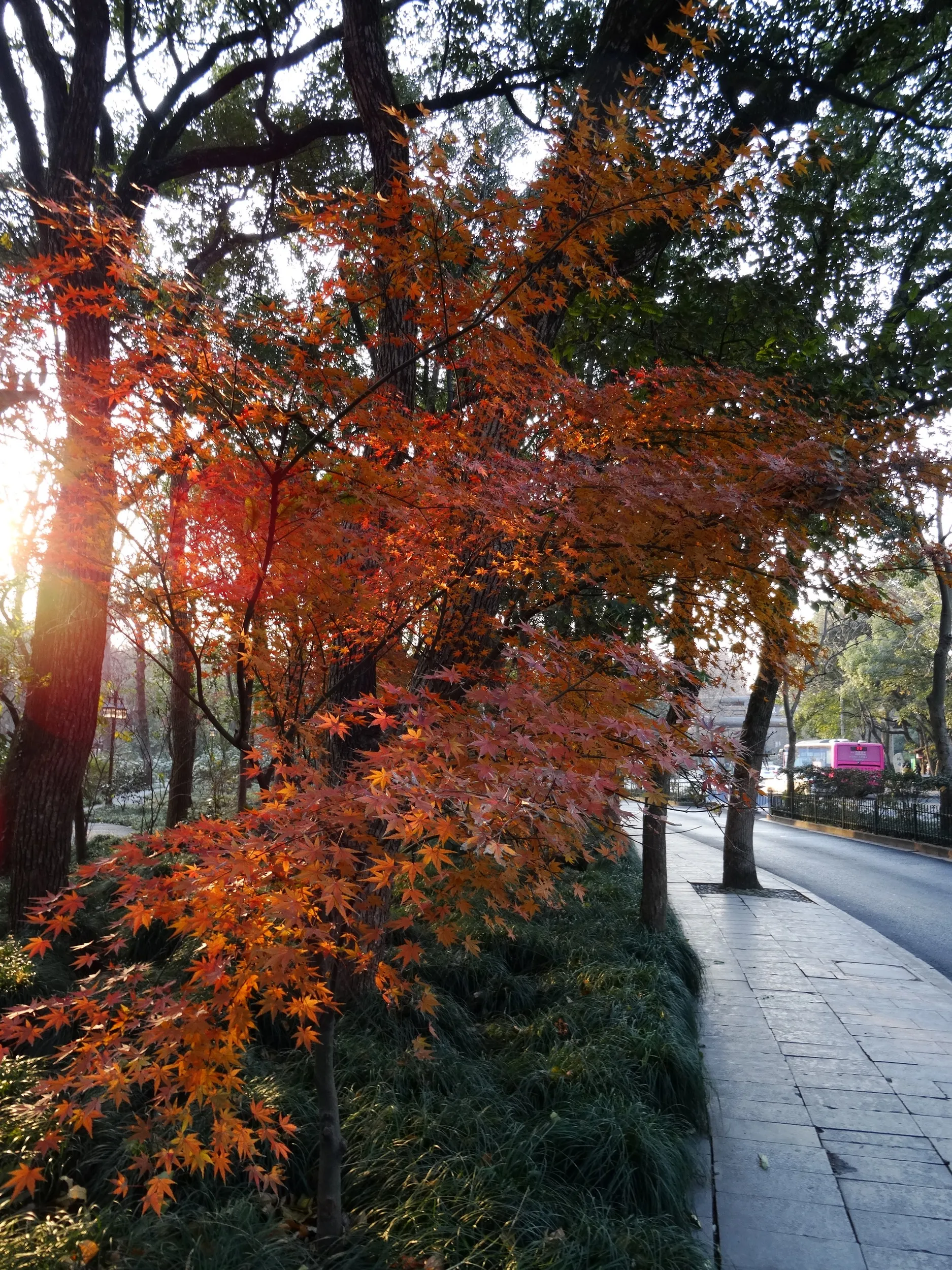 西湖から霊隠景観区まで散歩。紅葉を鑑賞