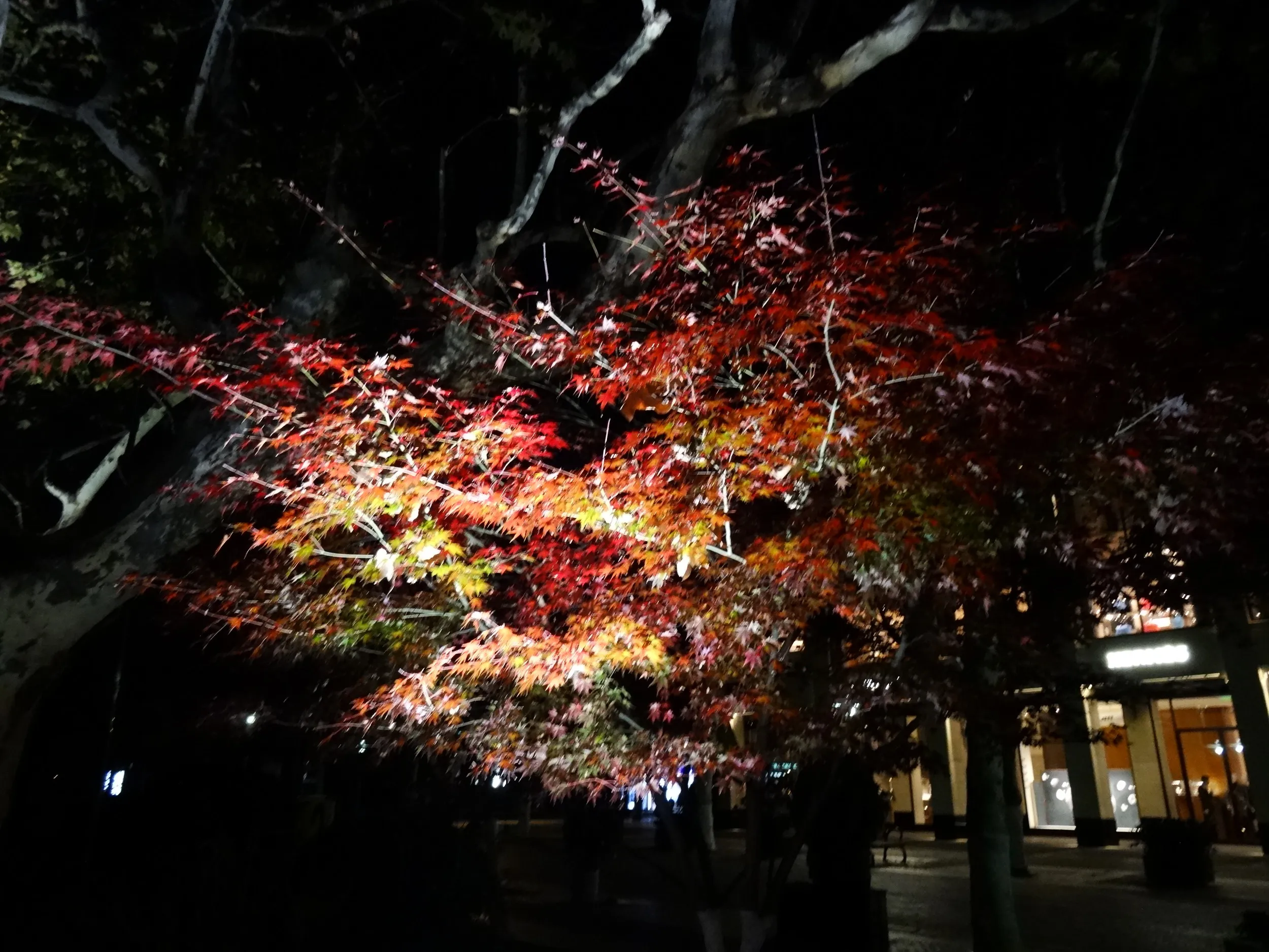 夜の杭州&西湖