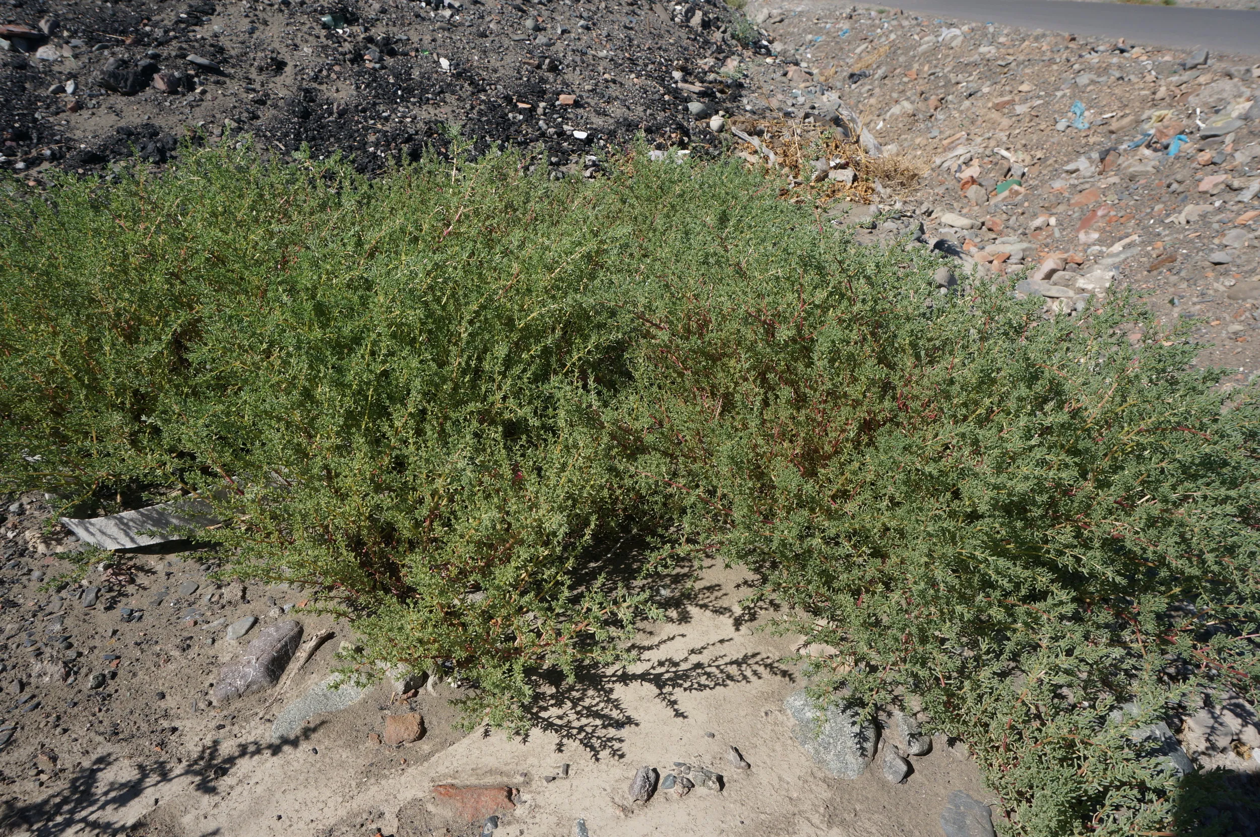 砂漠の植物