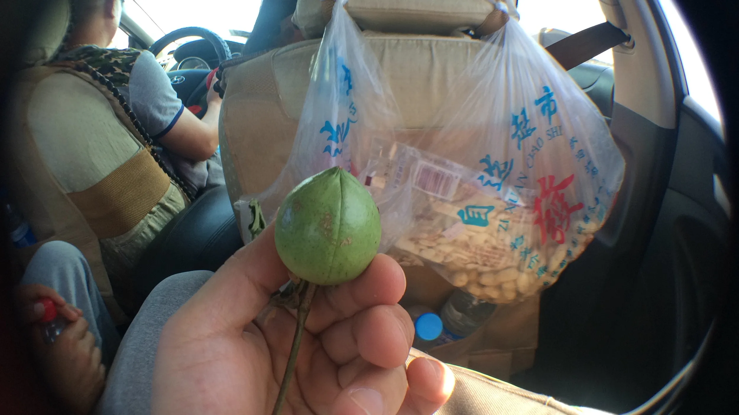 綿花の実