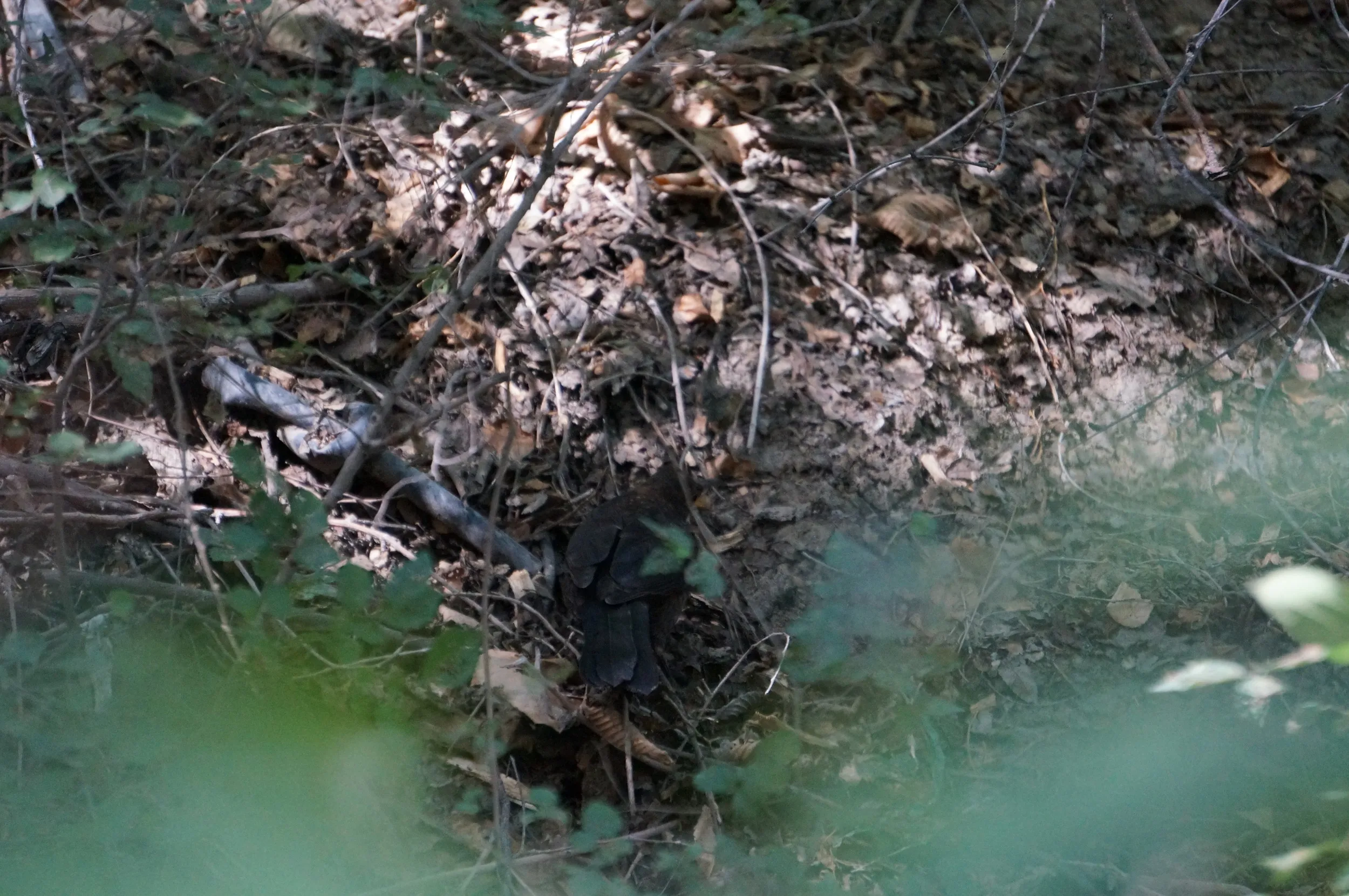 野鳥を発見
