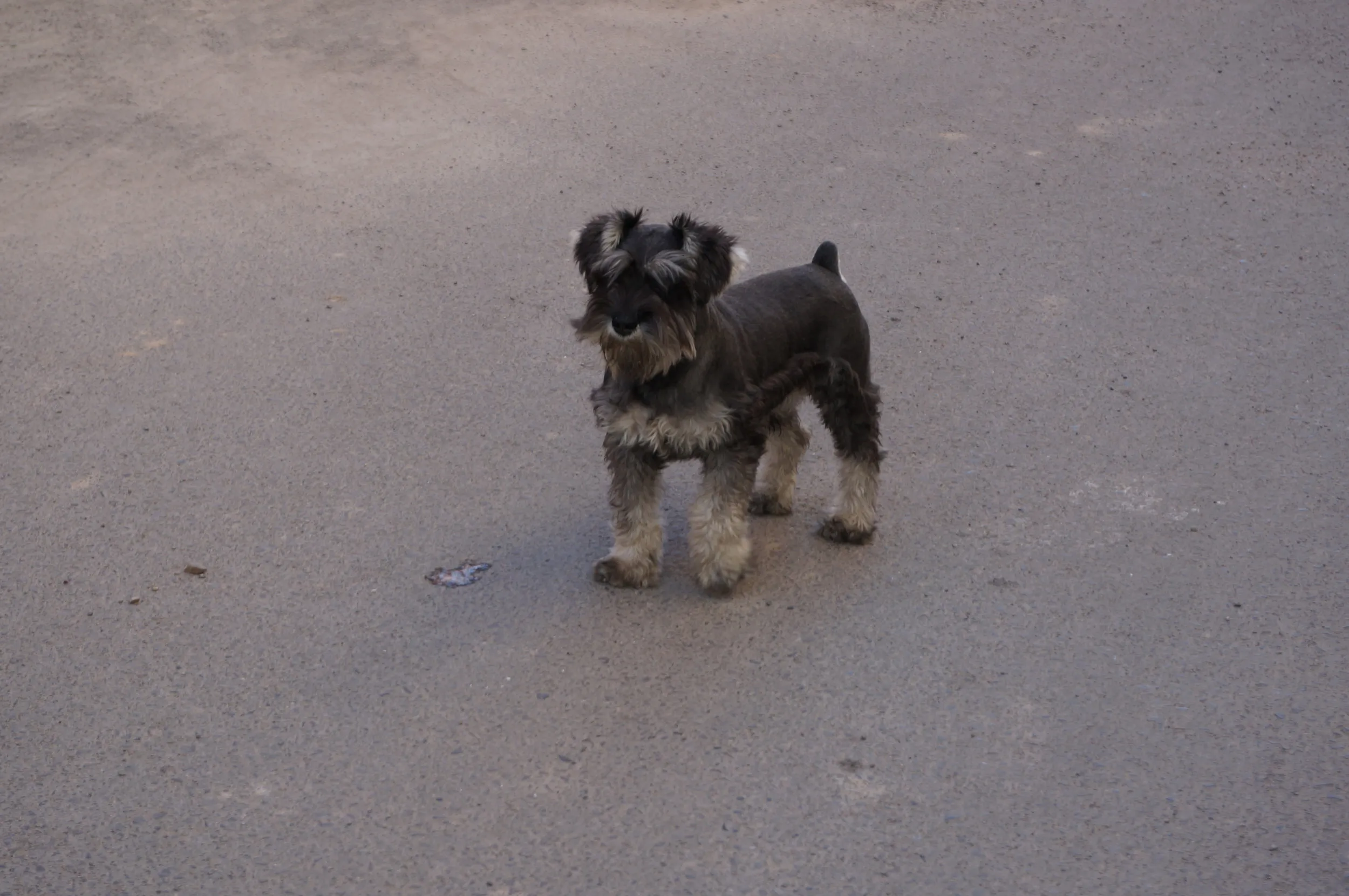 周辺で見かけた飼い犬