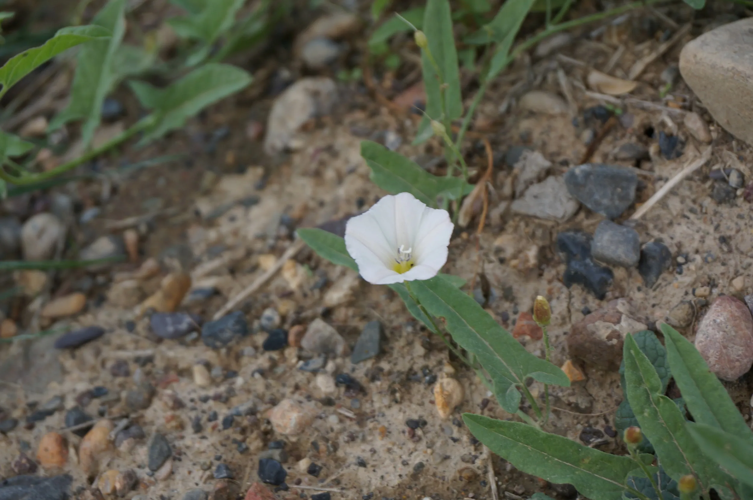 河畔に咲く花