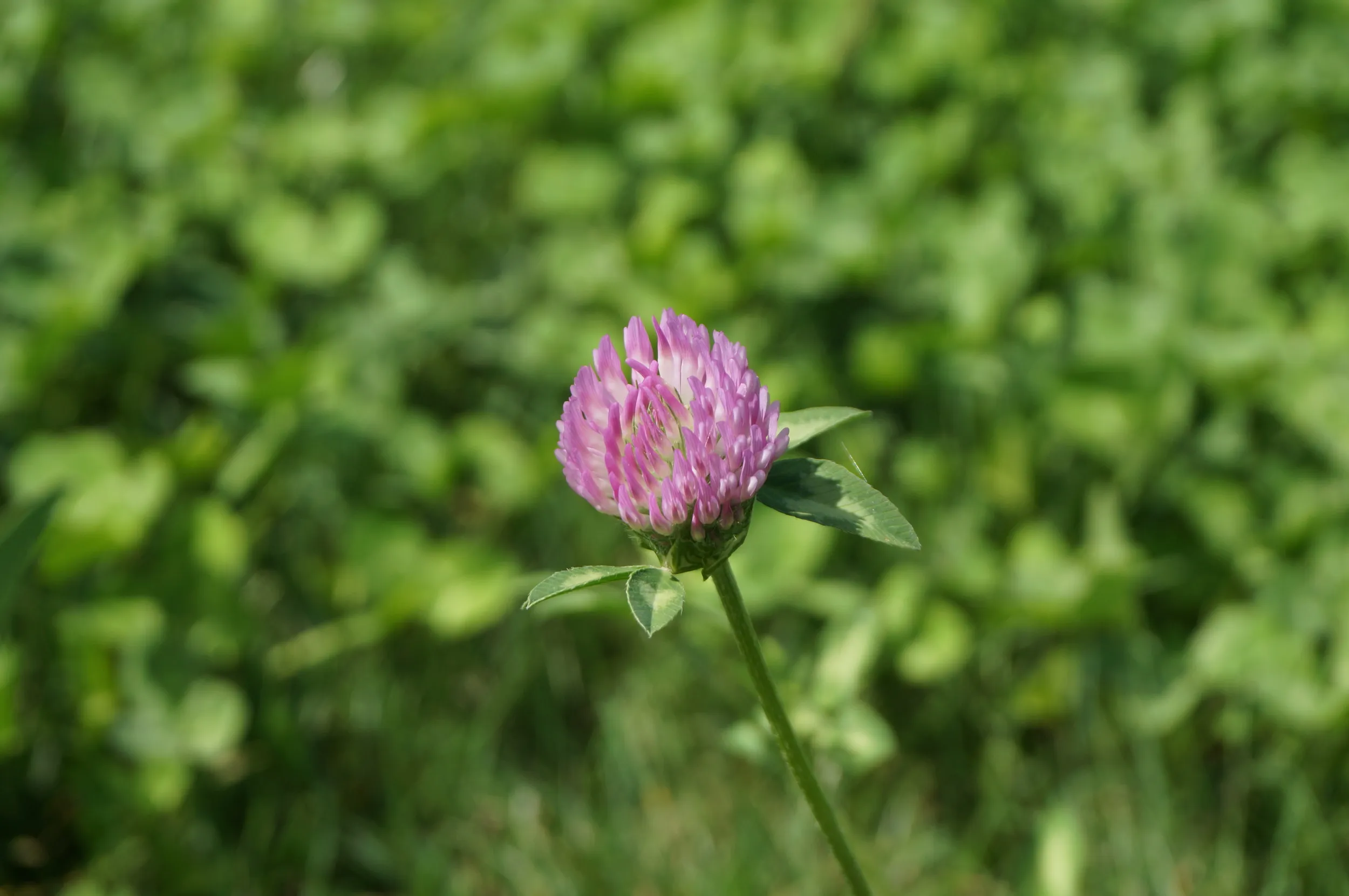 河畔に咲く花