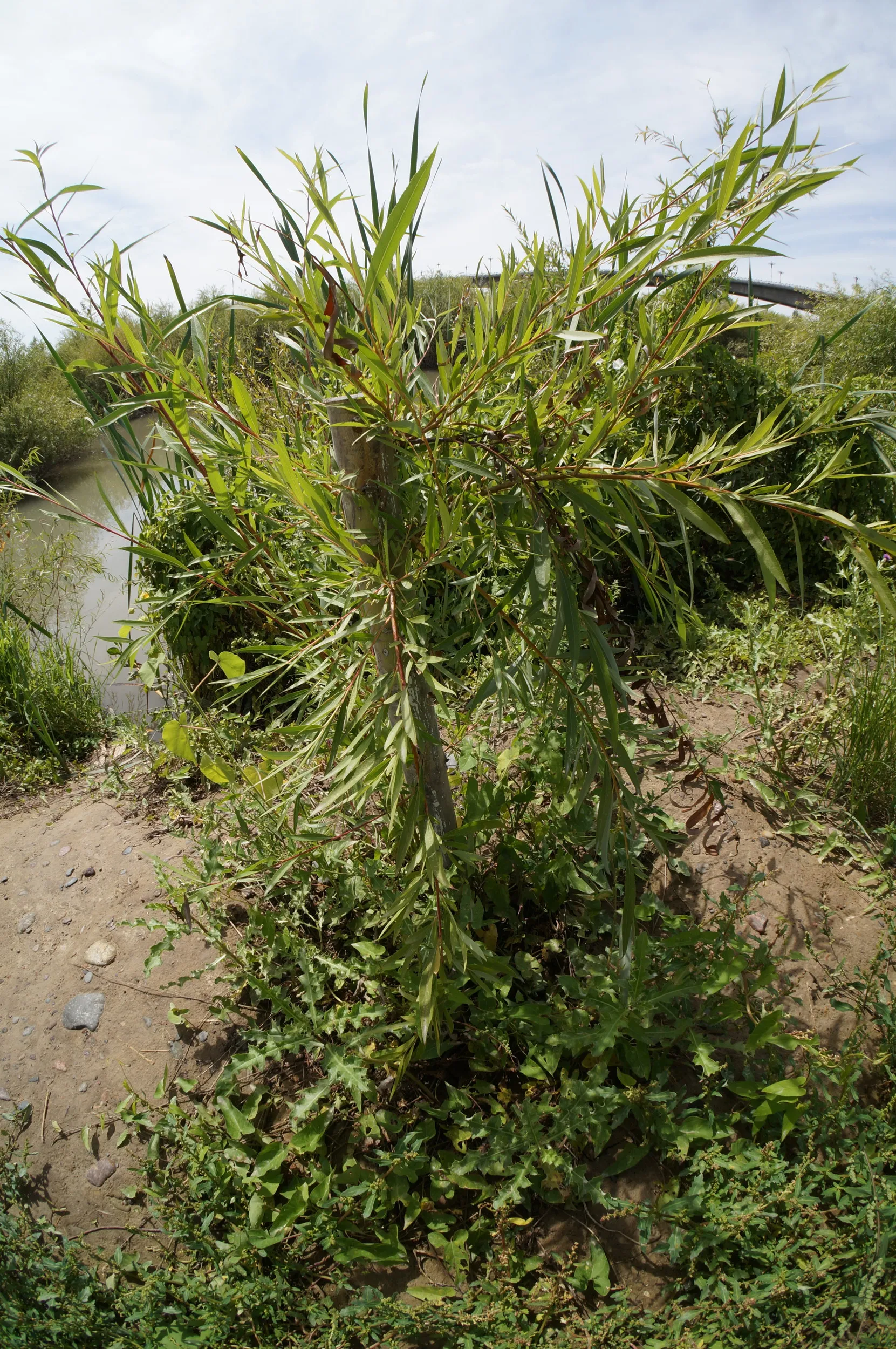 遊歩道周辺に咲く植物