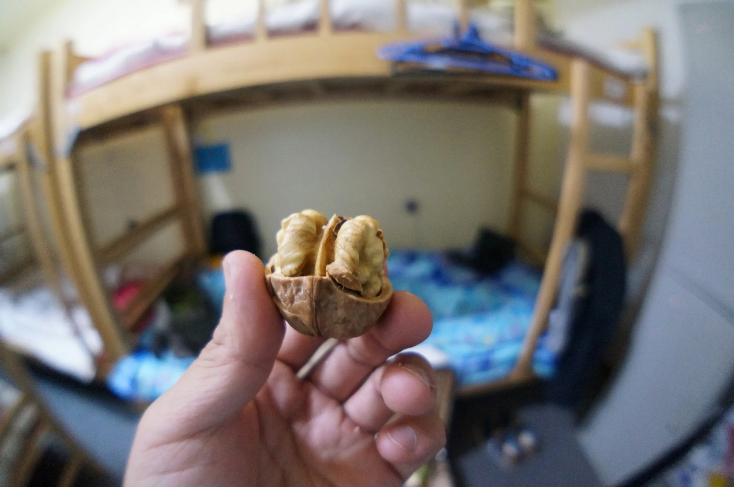 クルミを食す