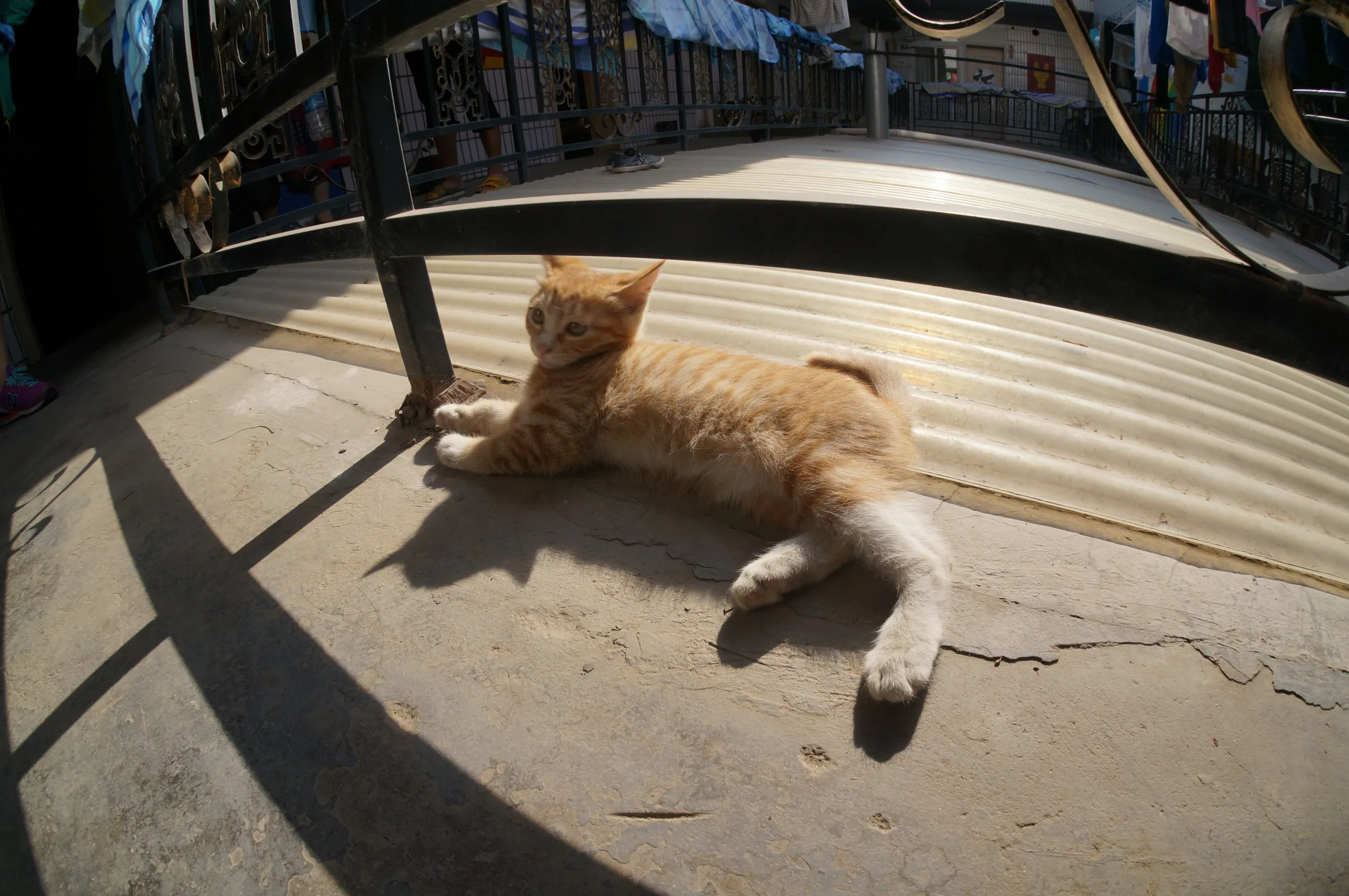 西驛国際青年旅舎に住み着いている子猫