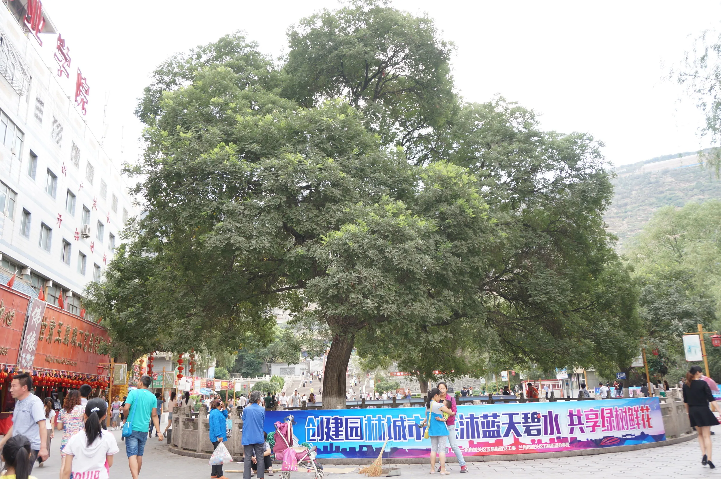 五泉山公園付近のエンジュの大樹