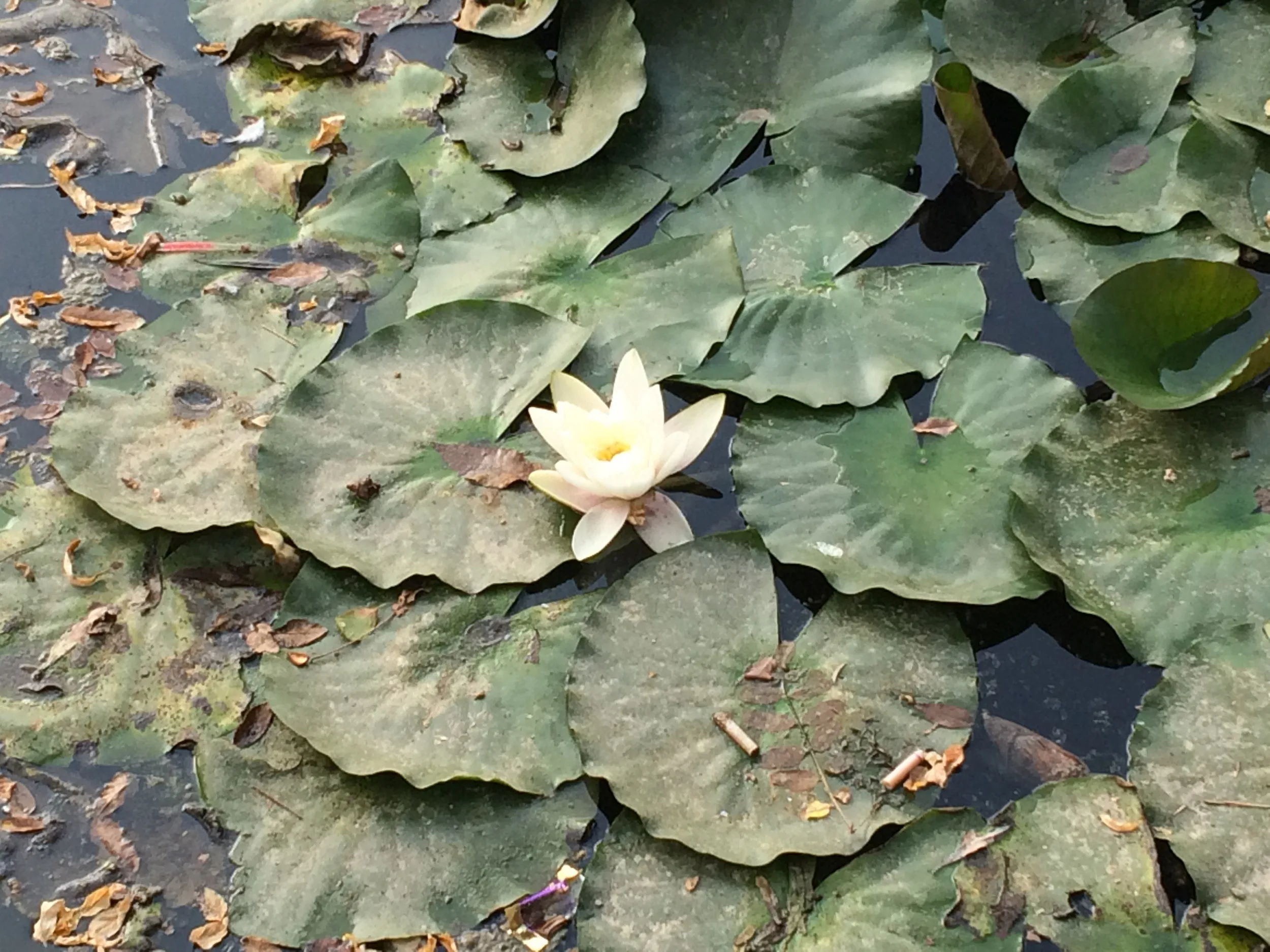 睡蓮の白い花