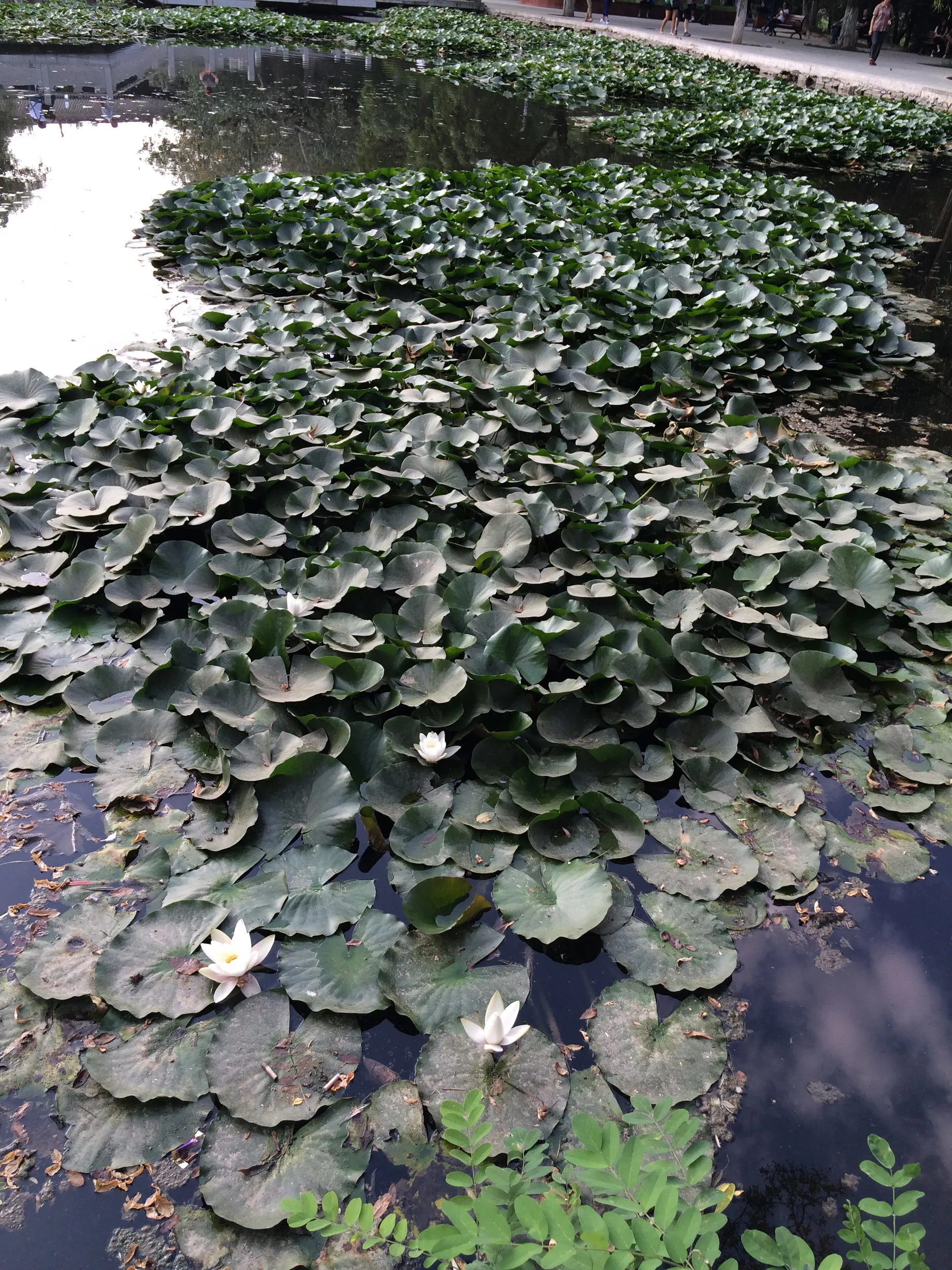 睡蓮の白い花