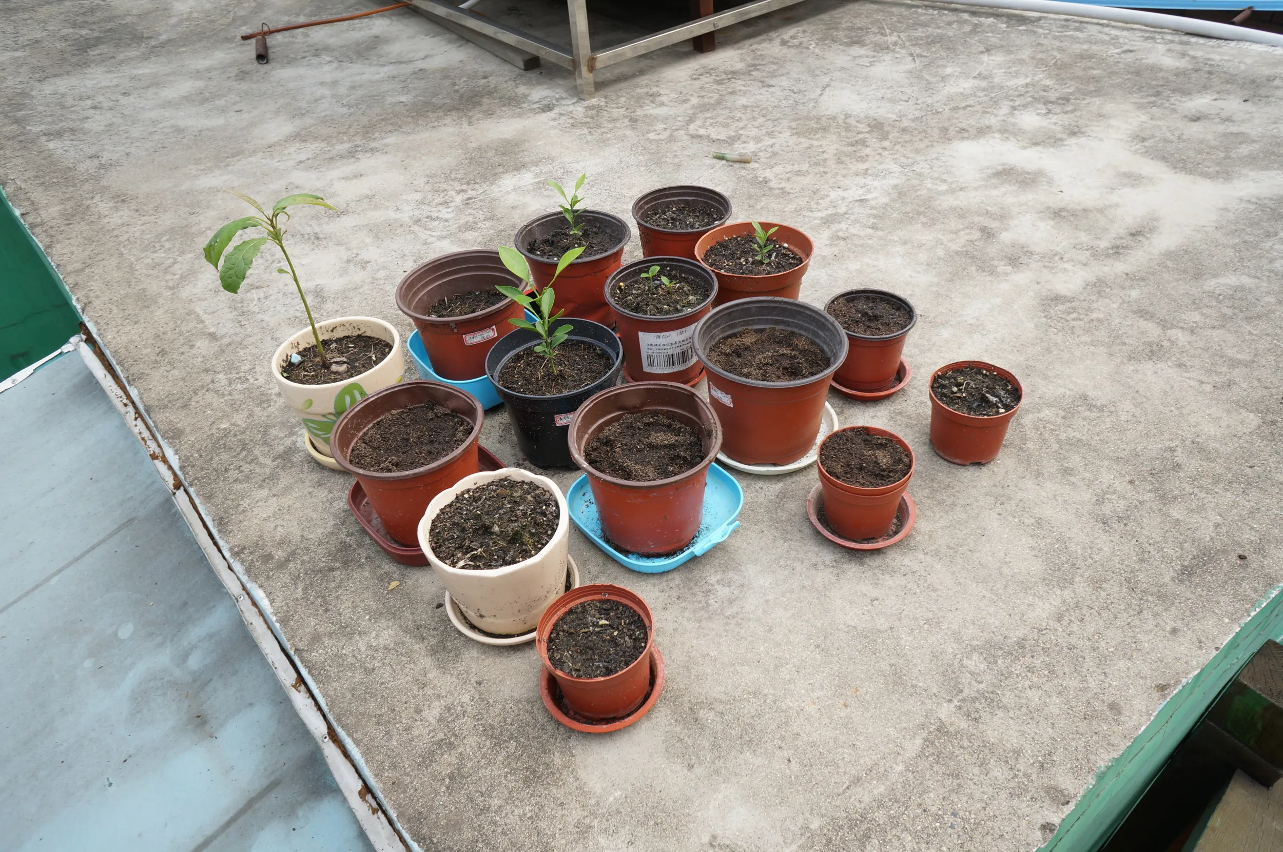 屋上の植木鉢