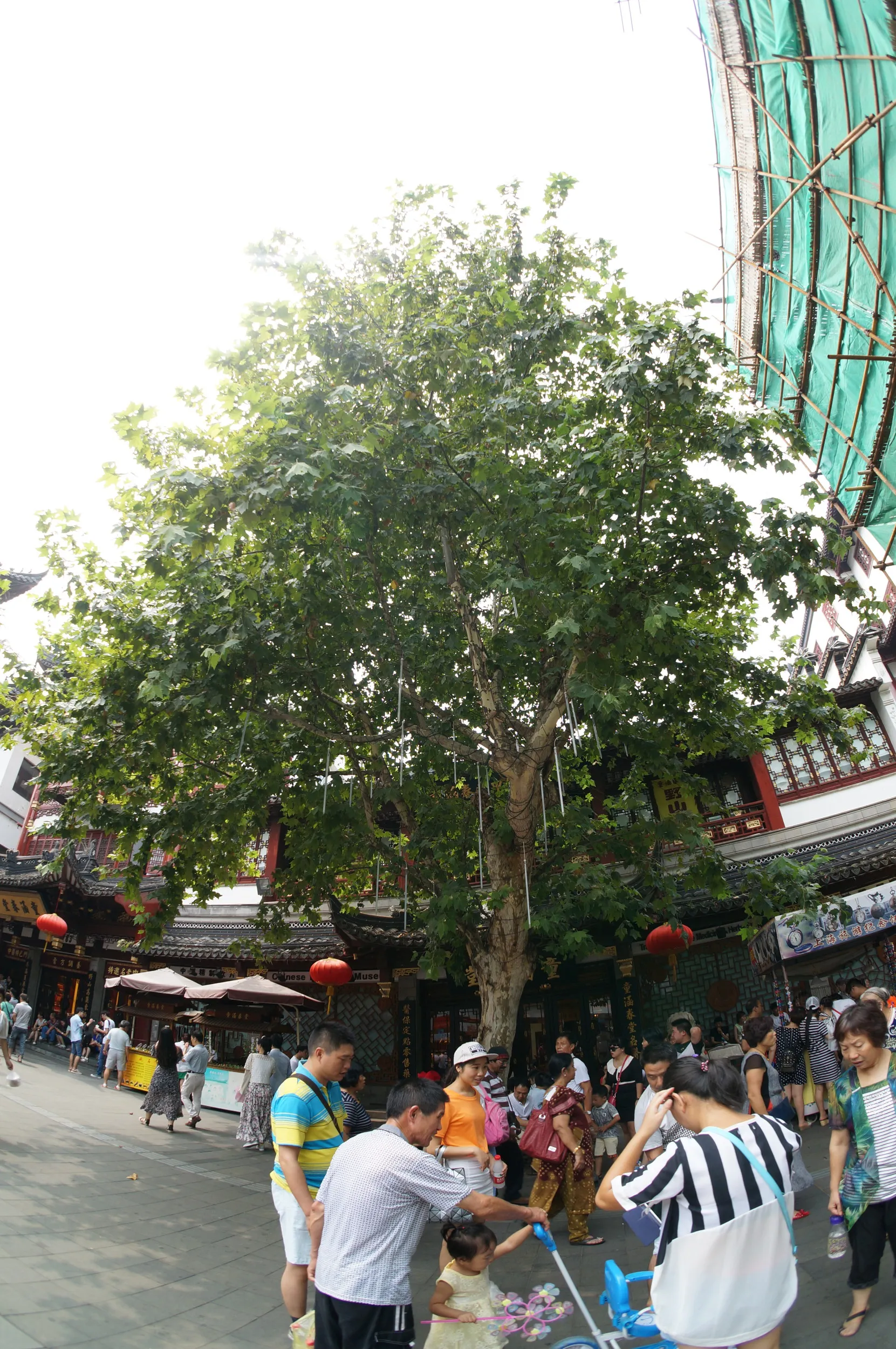 豫園老街・豫園商城の大木