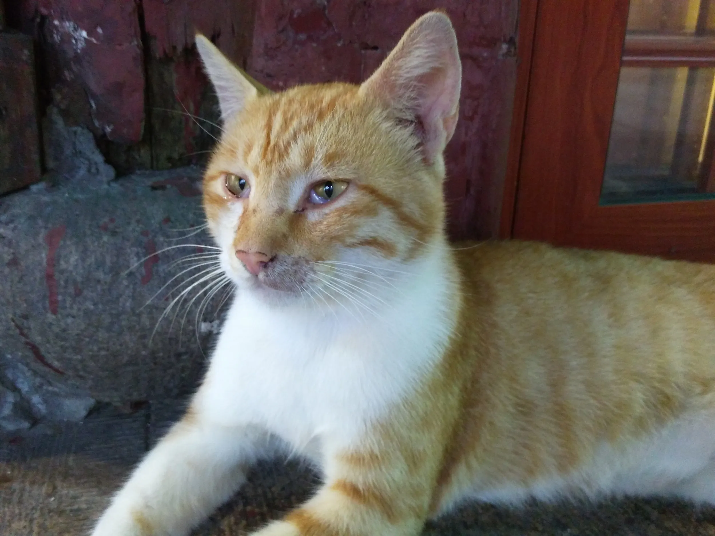 猫と戯れる