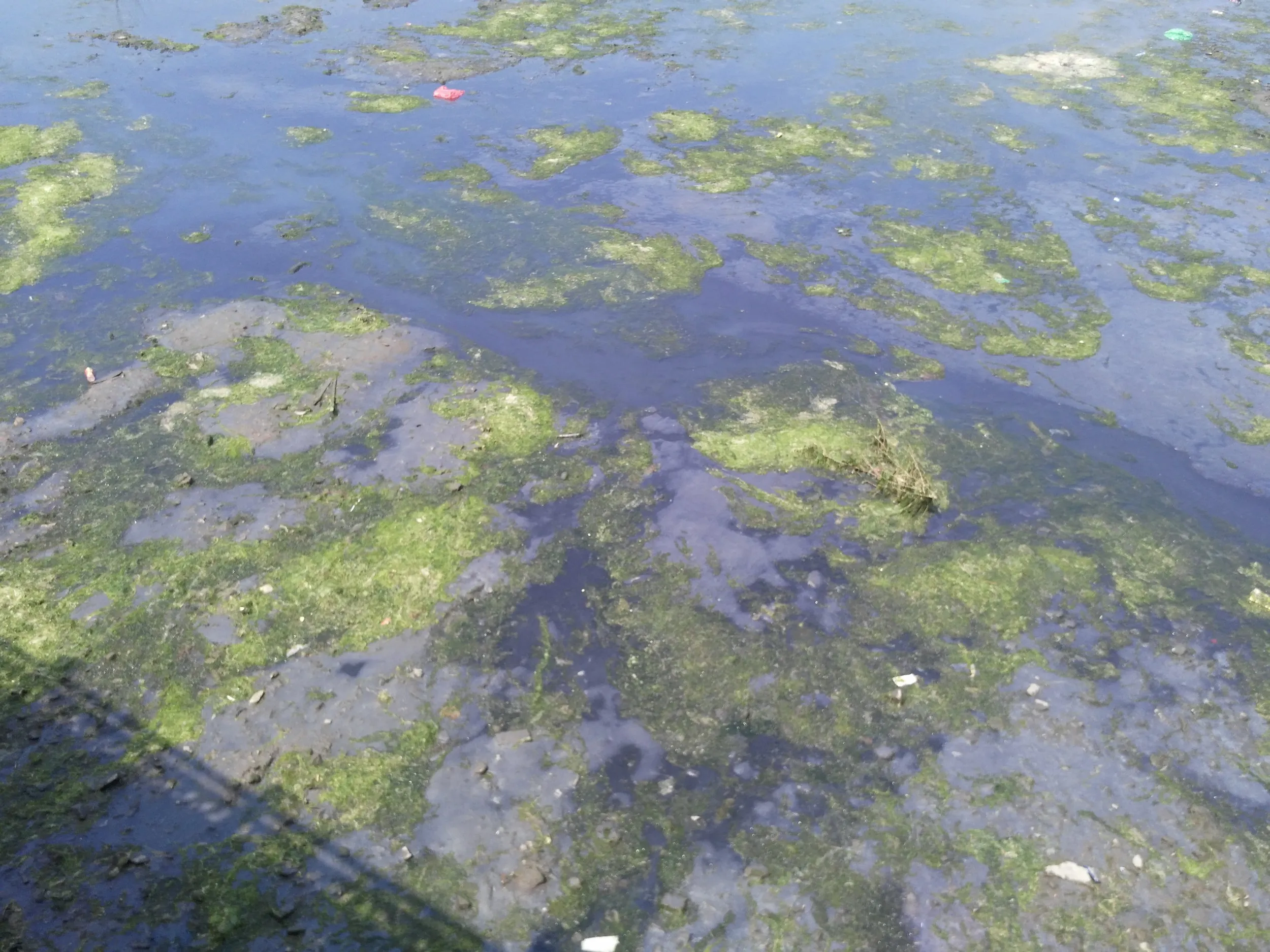汚れた川