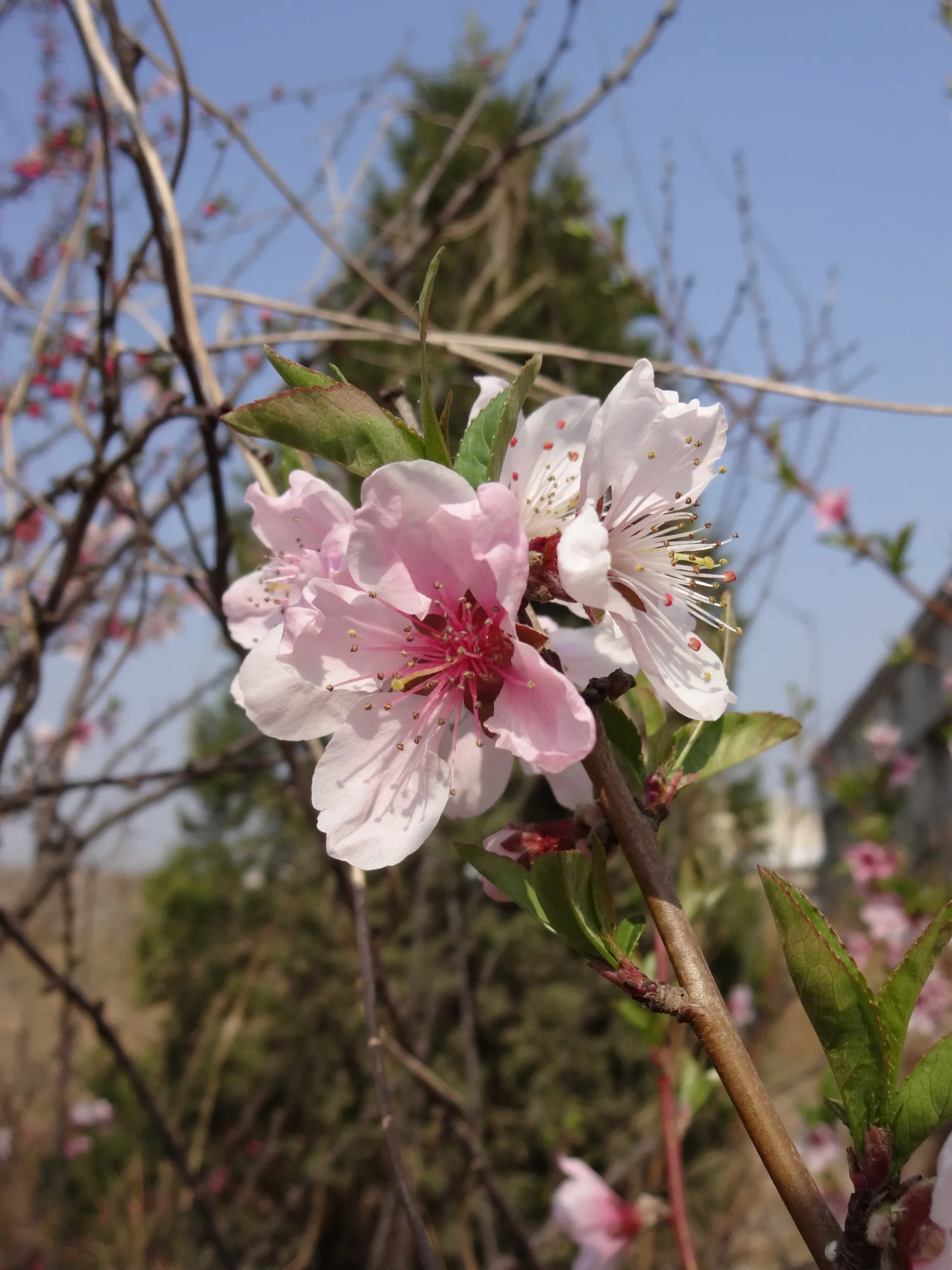 203高地の桜