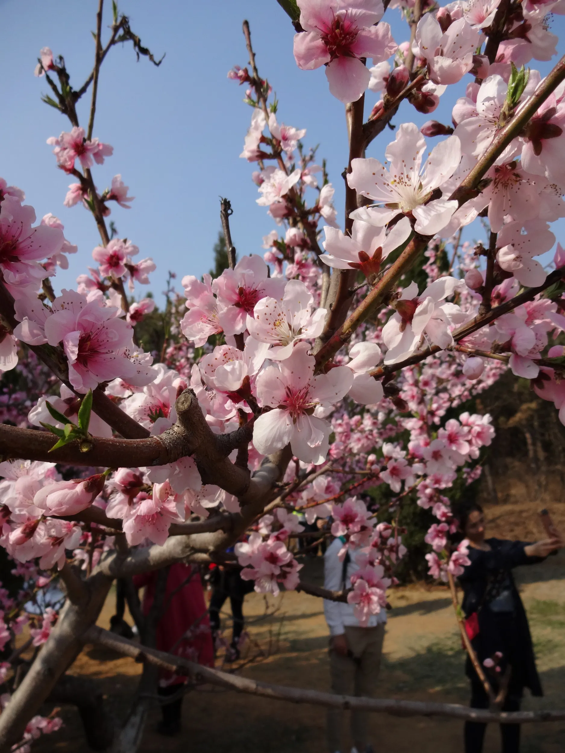 桜の園の様子