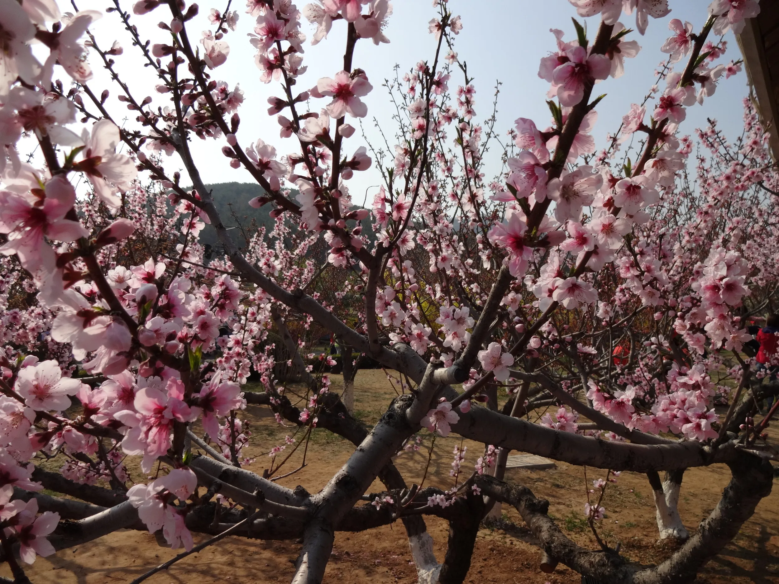 桜の園の様子