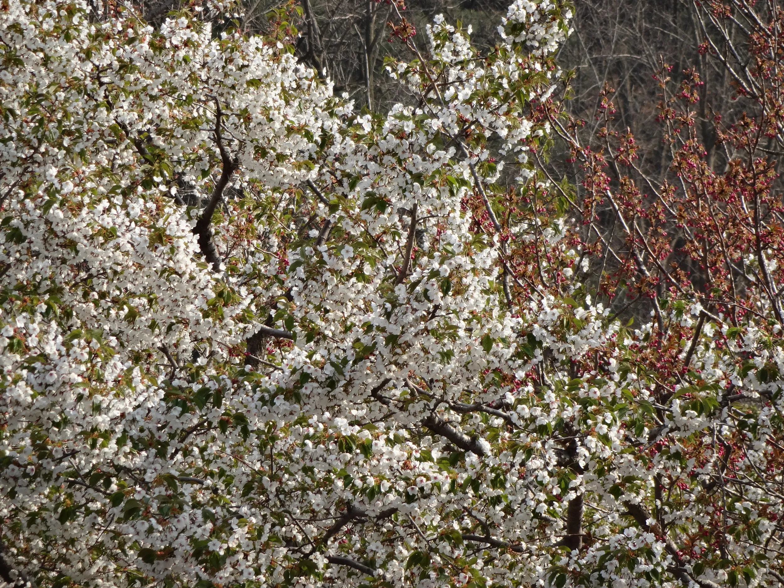 満開の桜