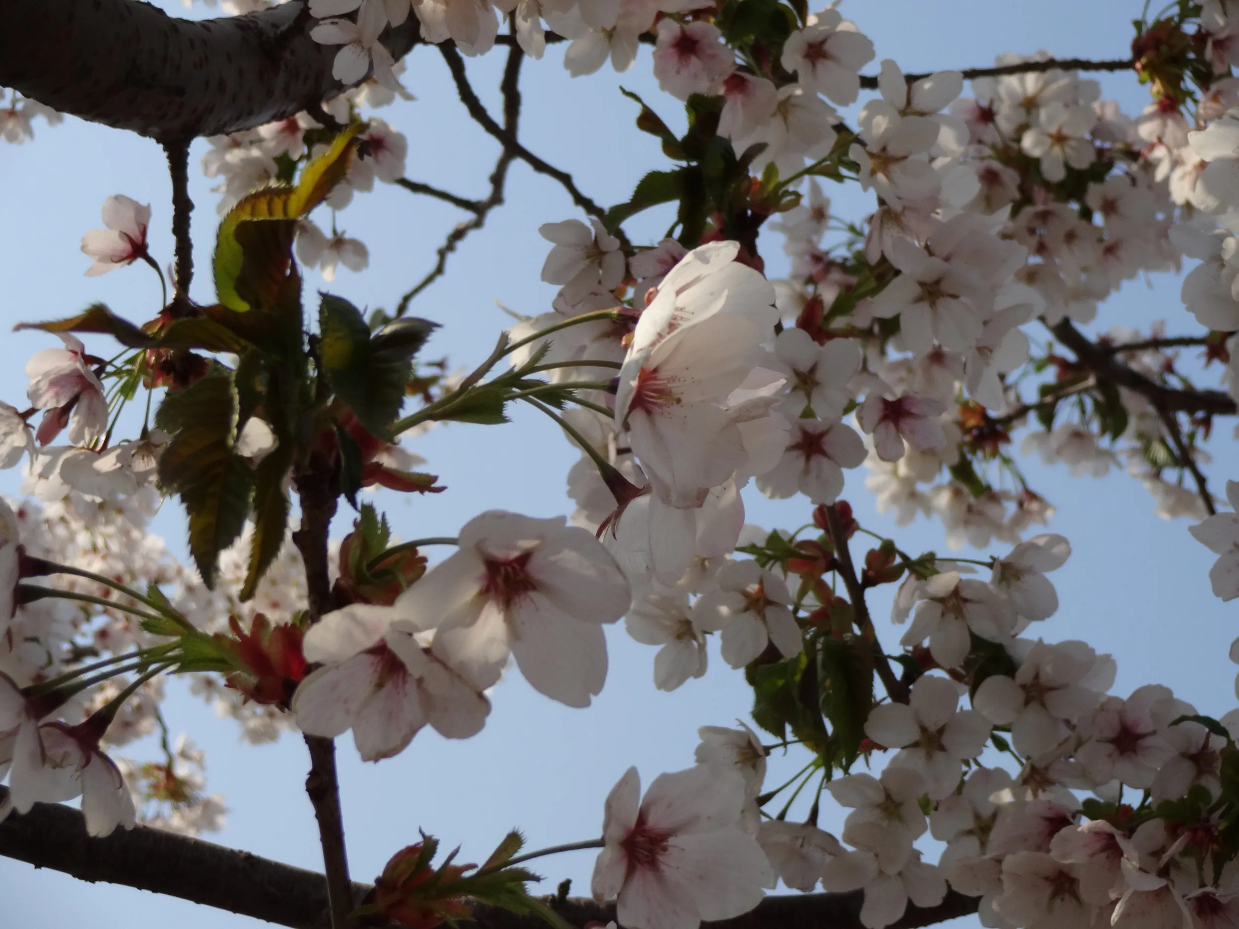 満開の桜