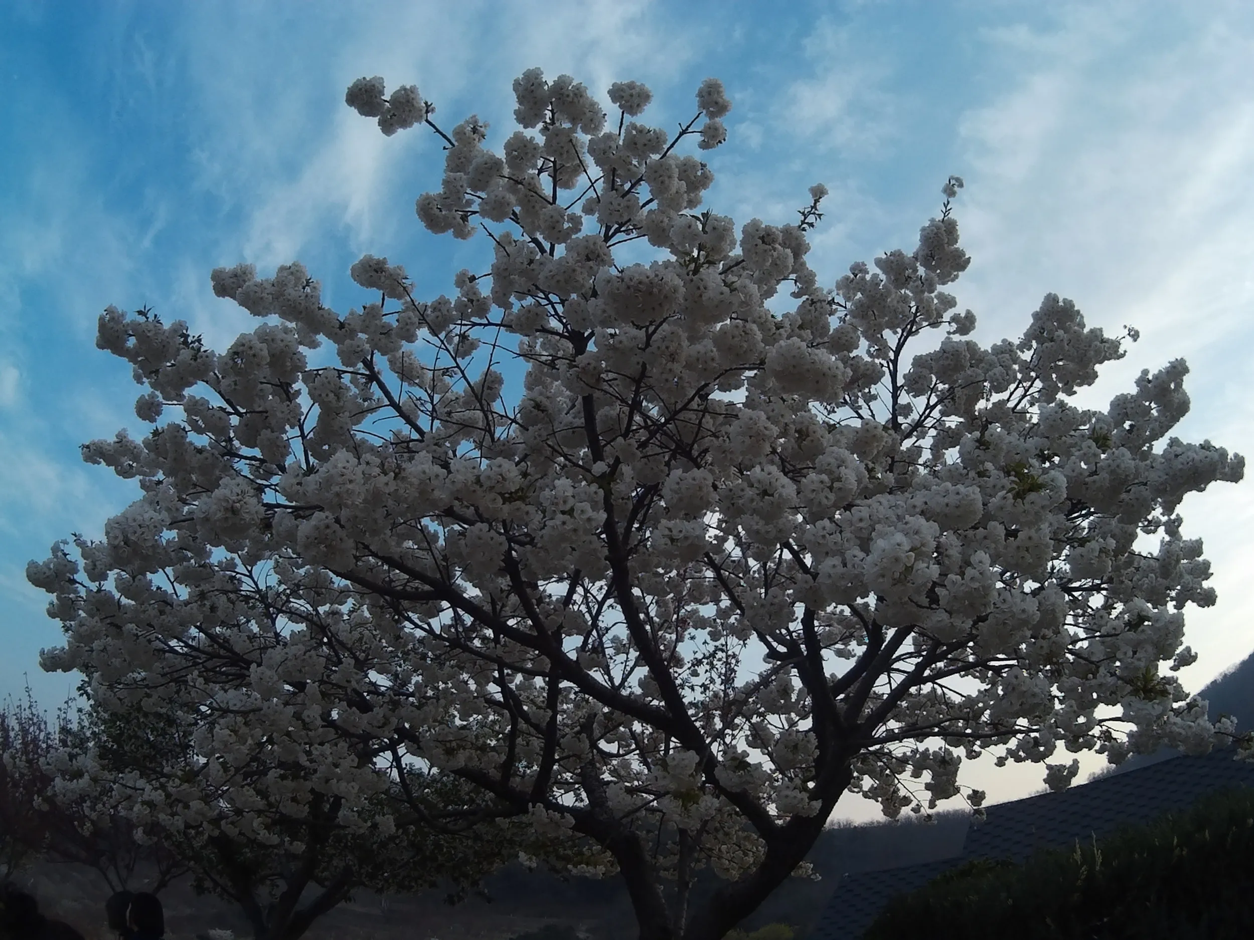 帰路の桜