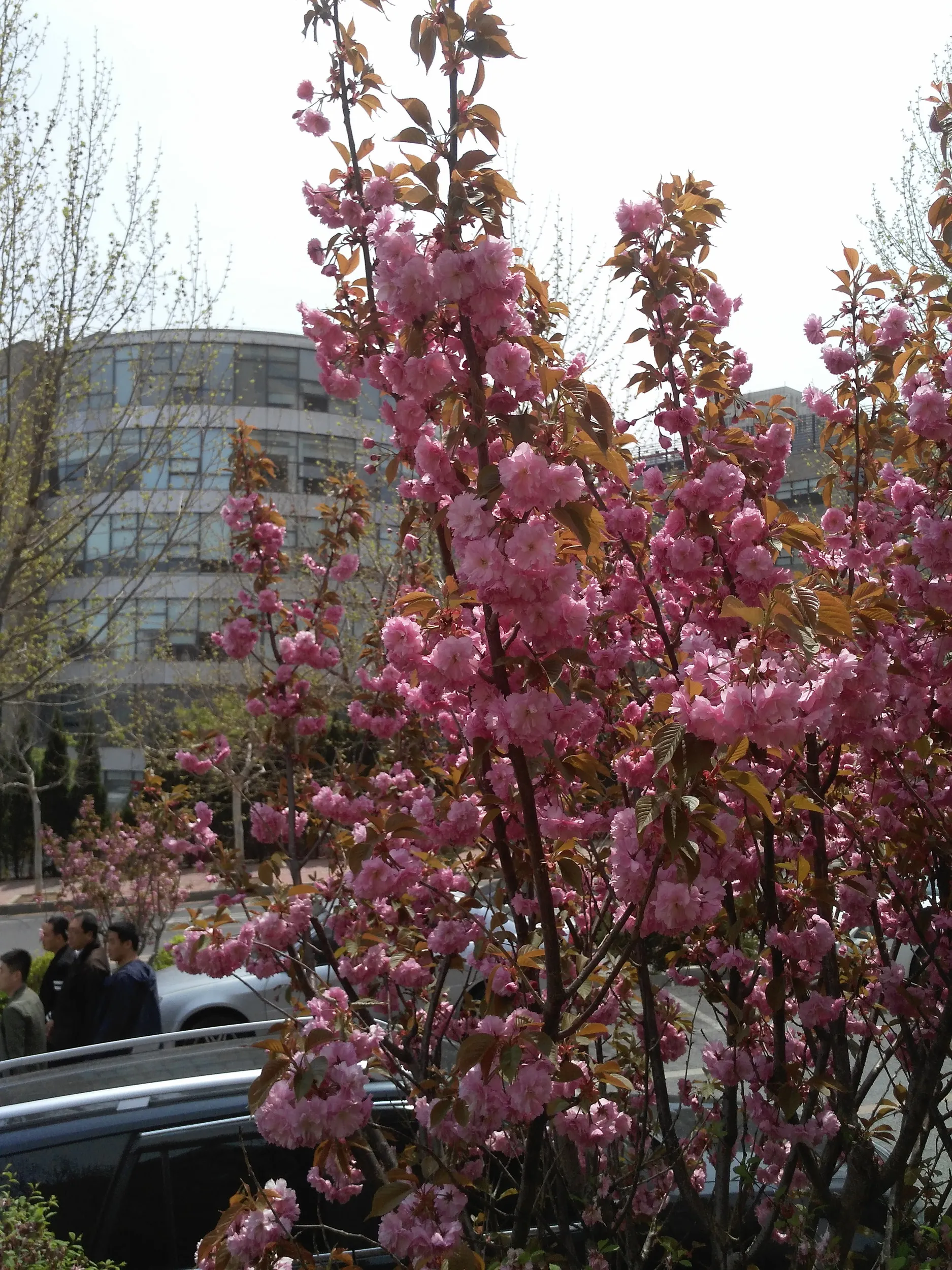 職場付近の桜