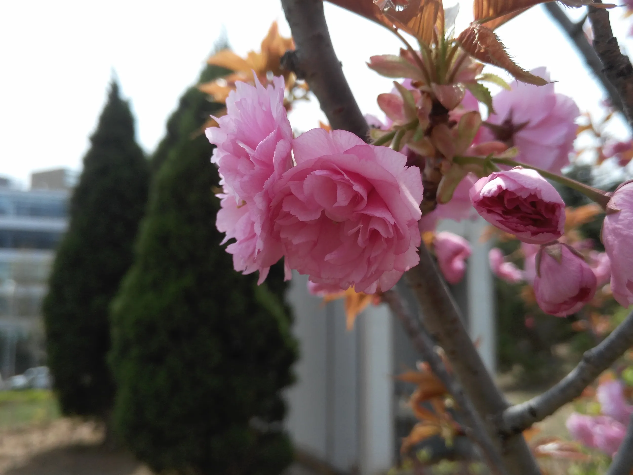 職場付近の桜