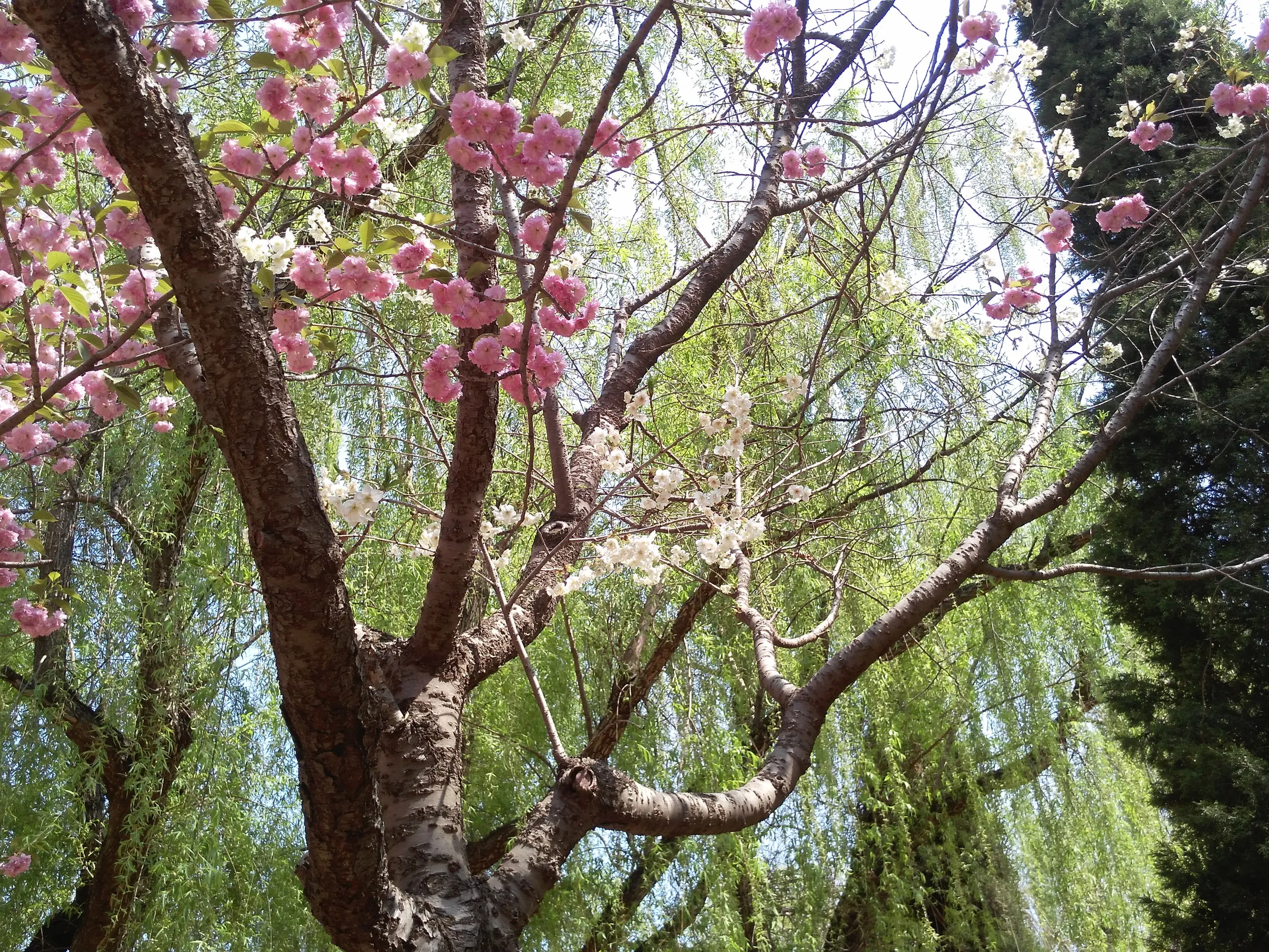桜の花