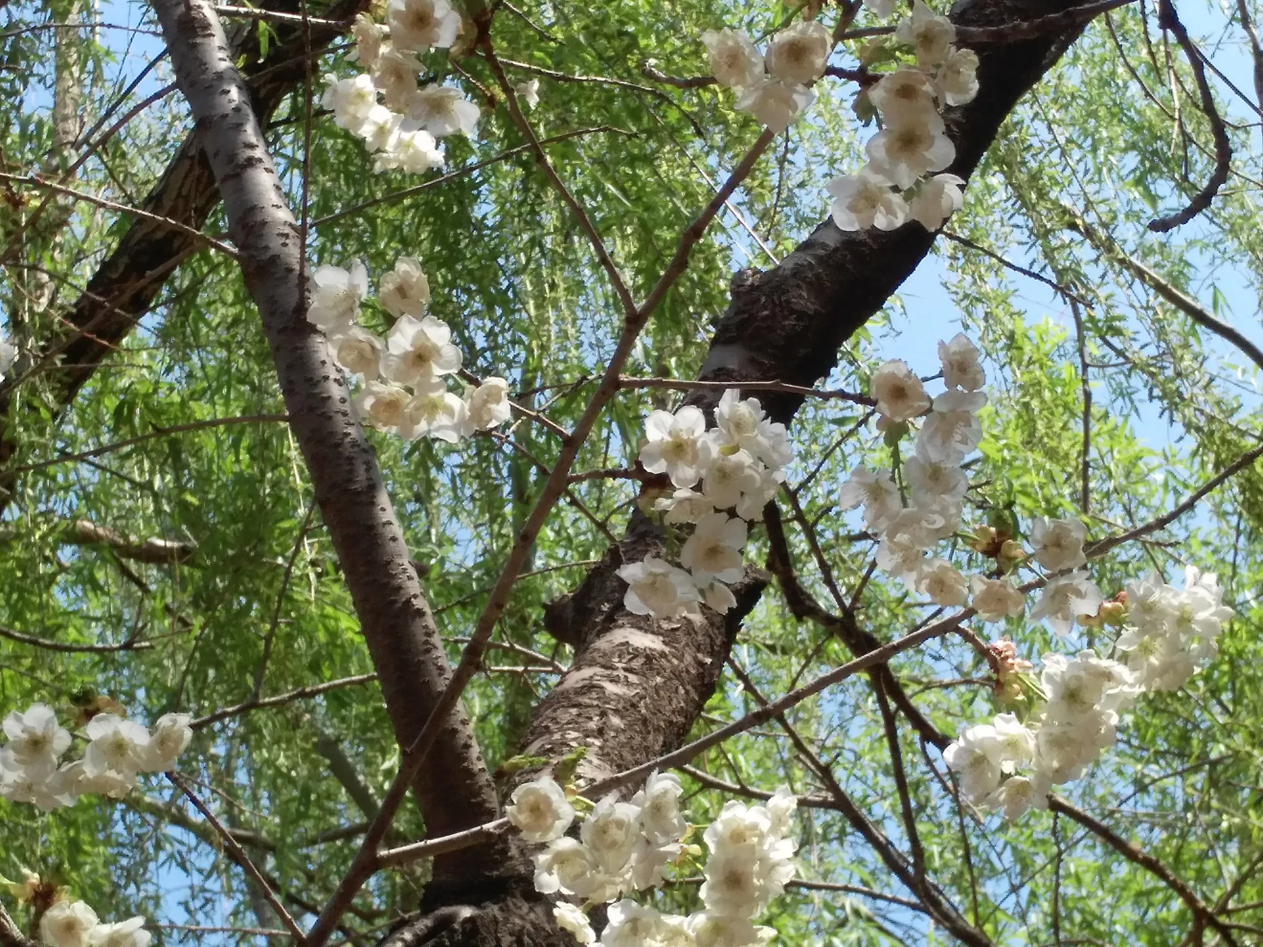公園の桜