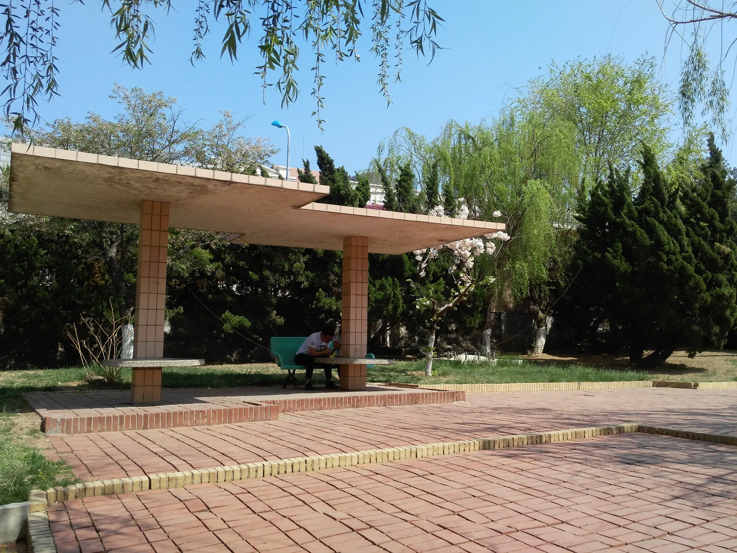 公園の桜