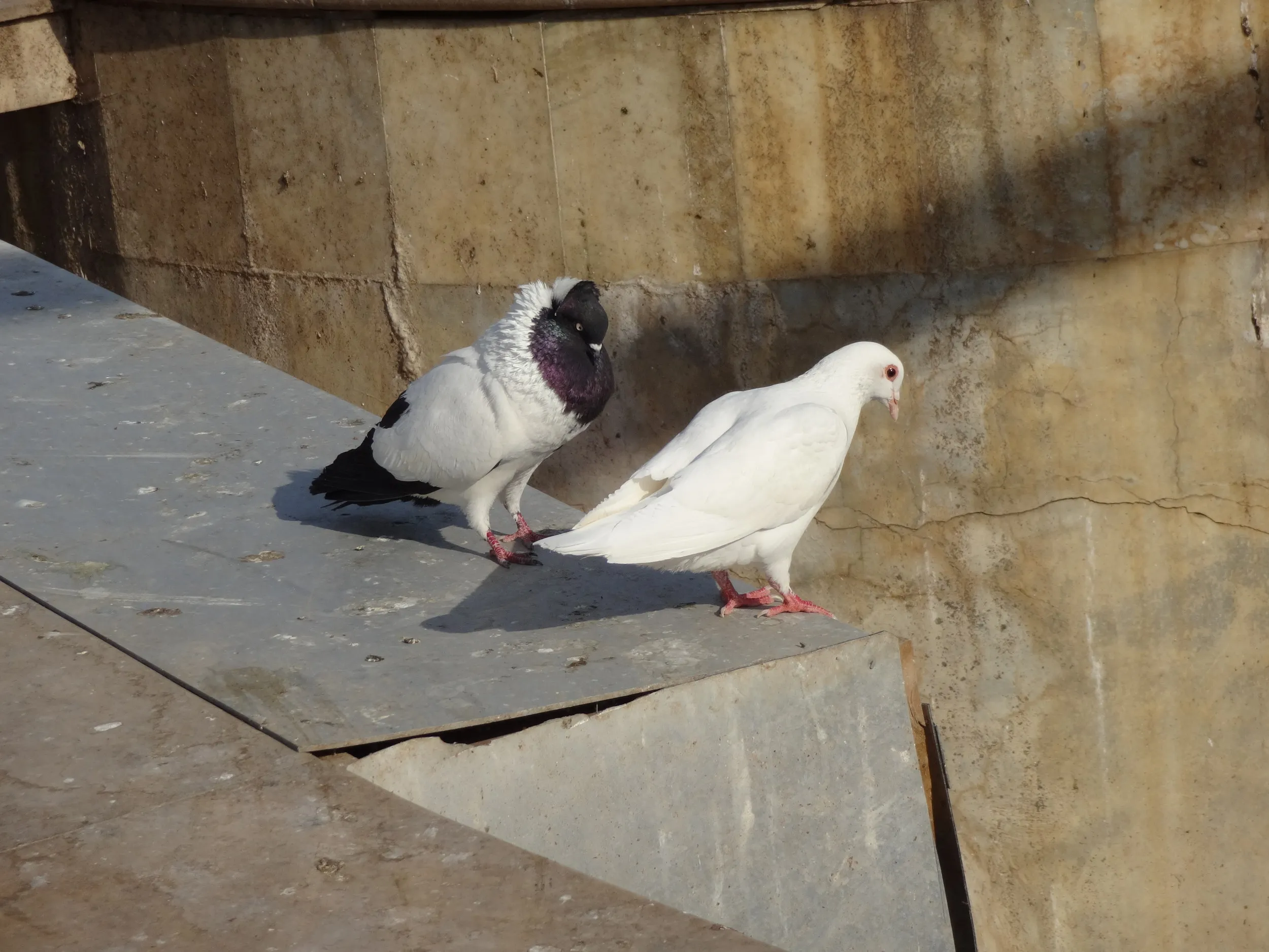 鳩