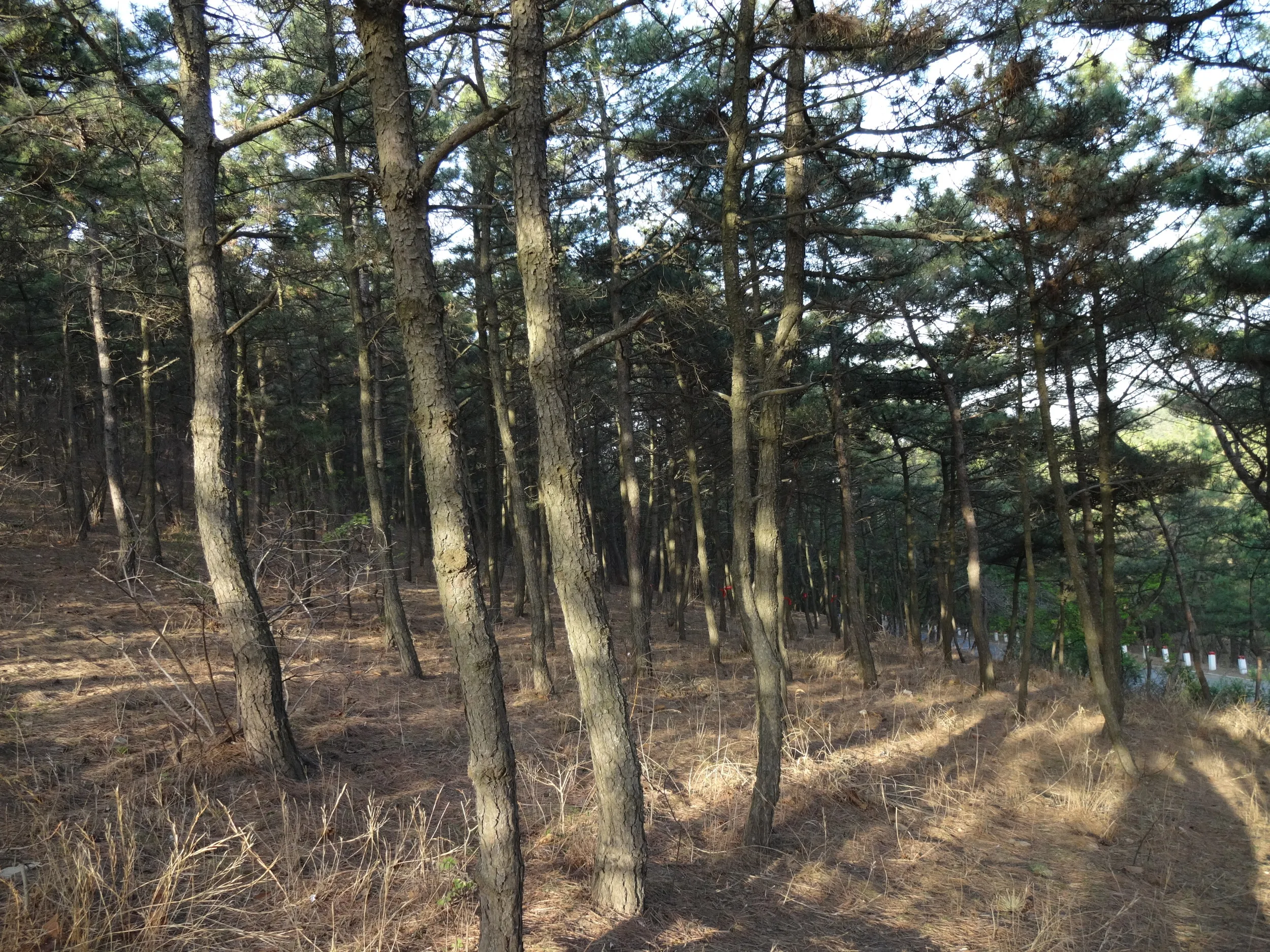 階段を登る