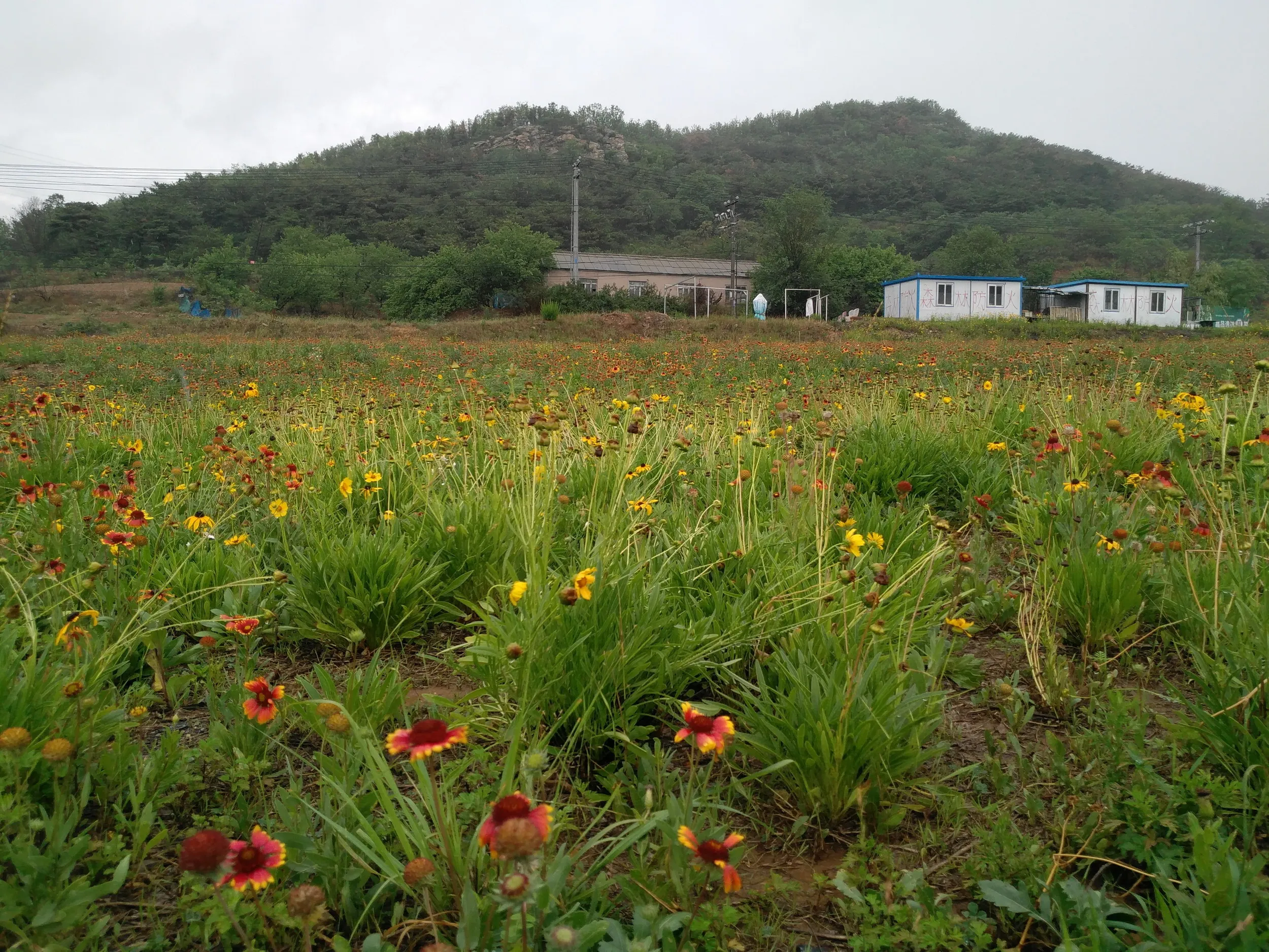 お花畑の風景