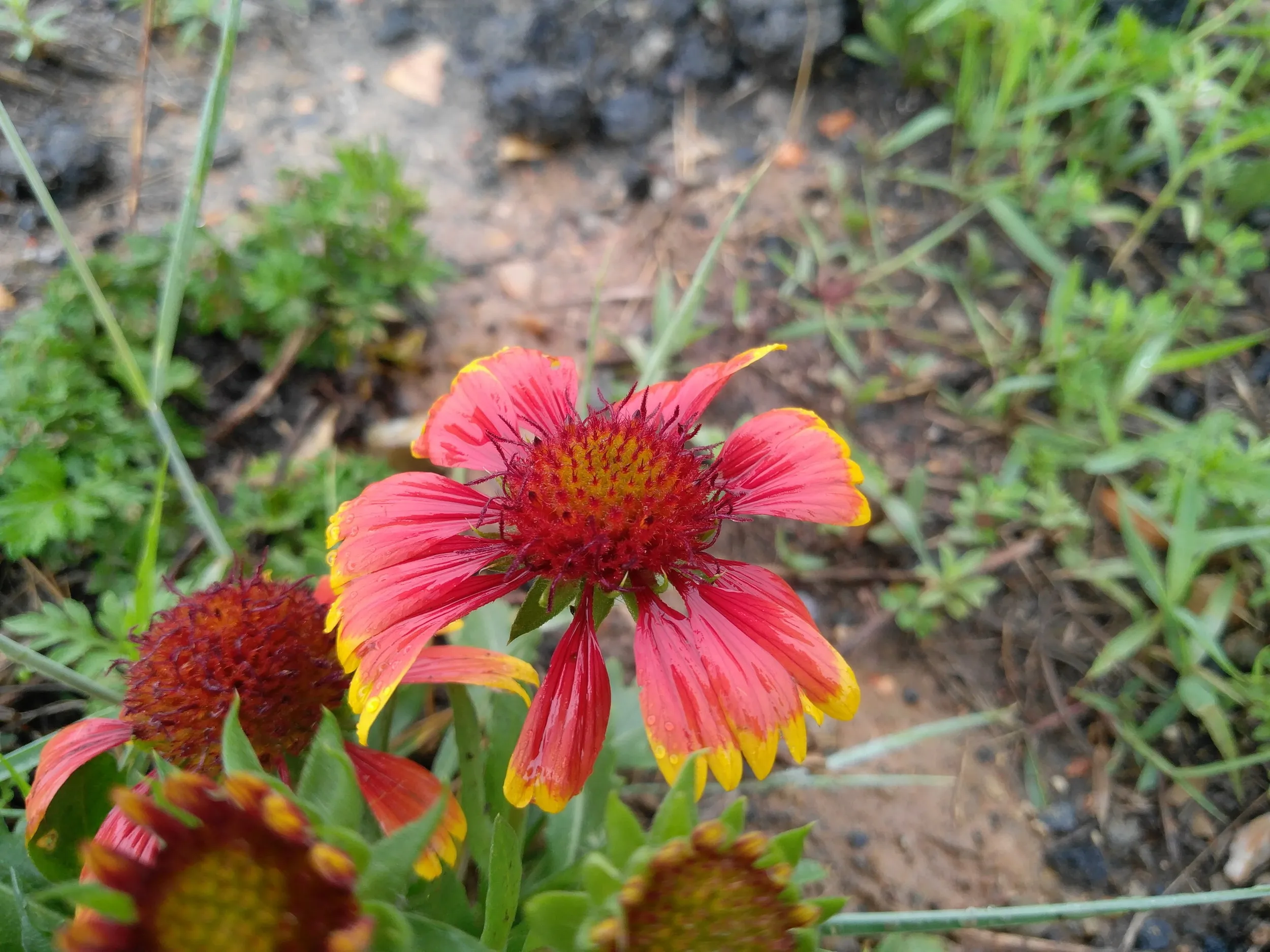 お花畑の風景