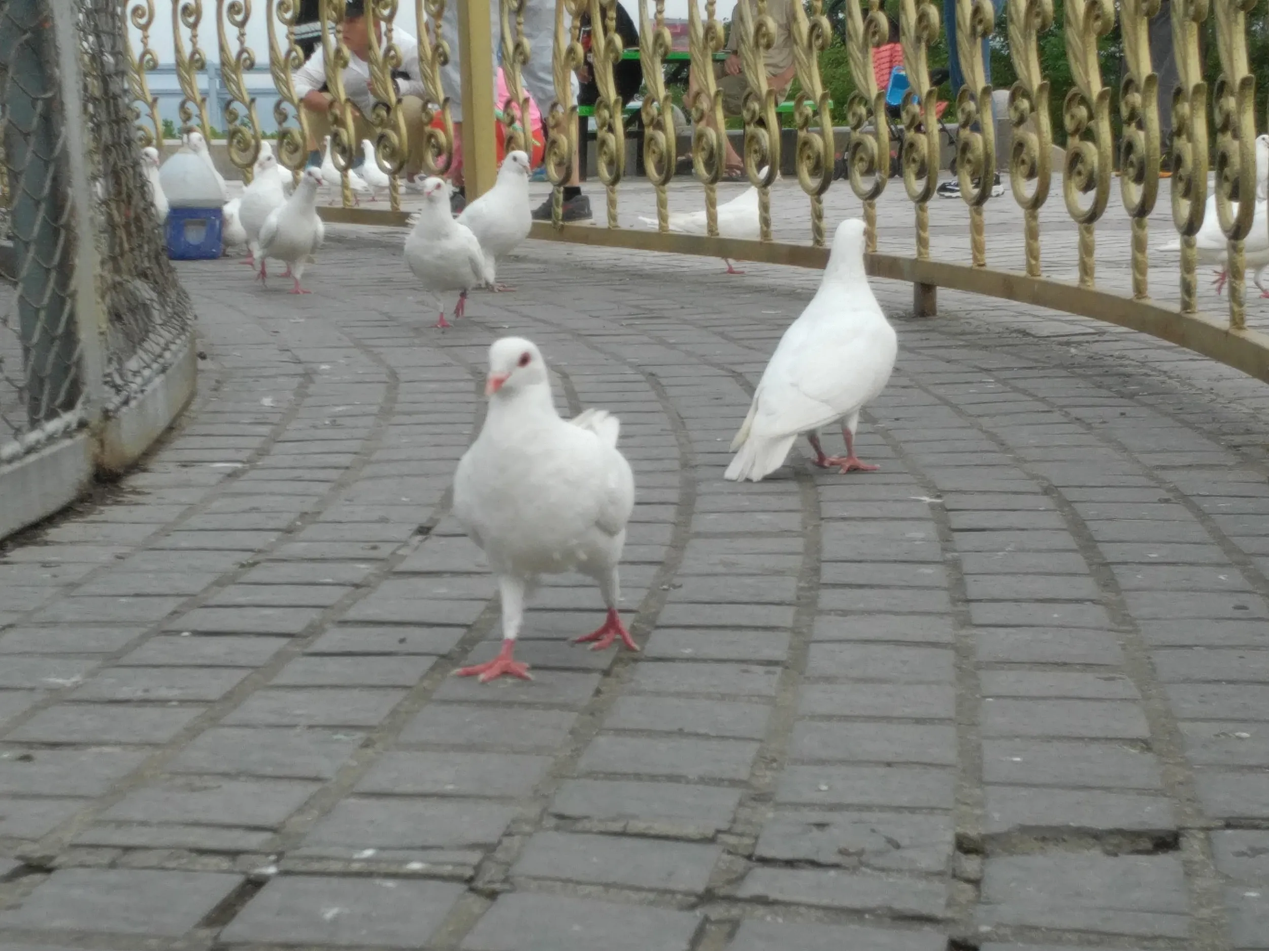 鳩小屋の鳩