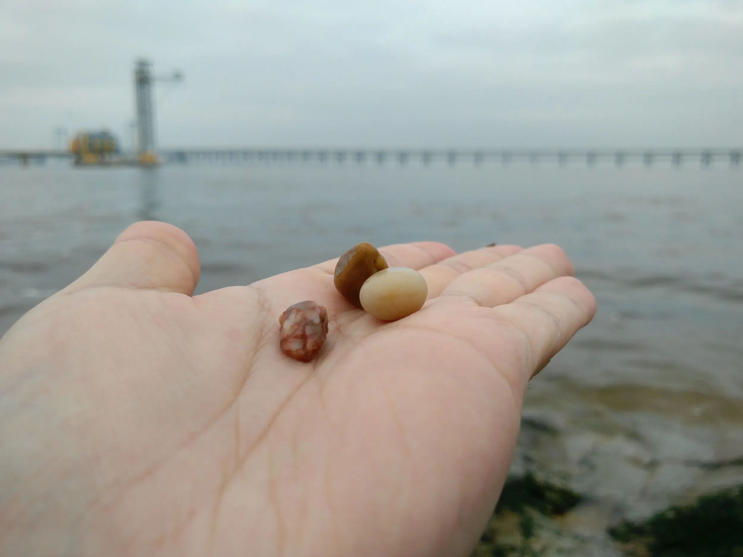 星海公園で拾った石