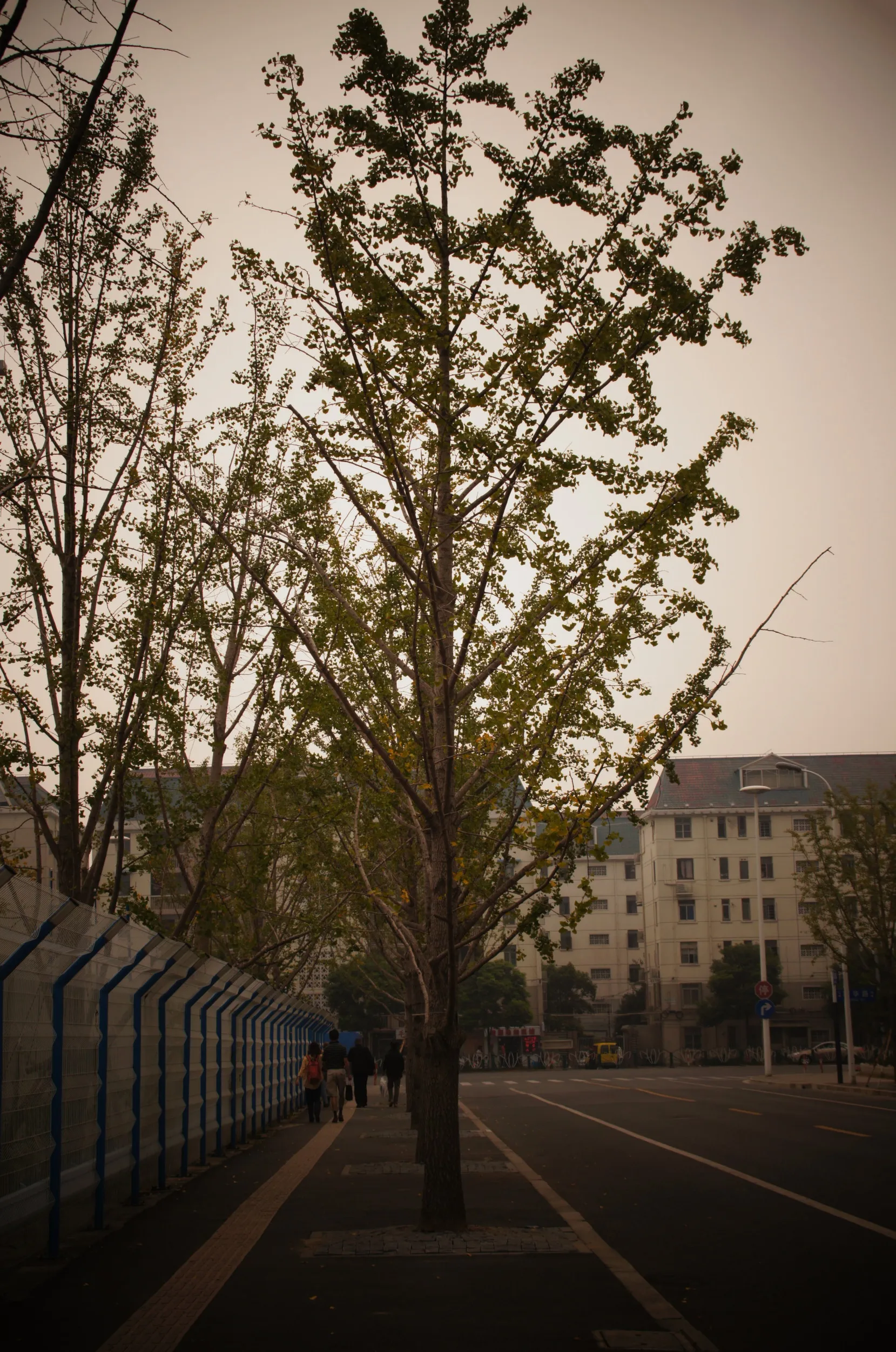 並木