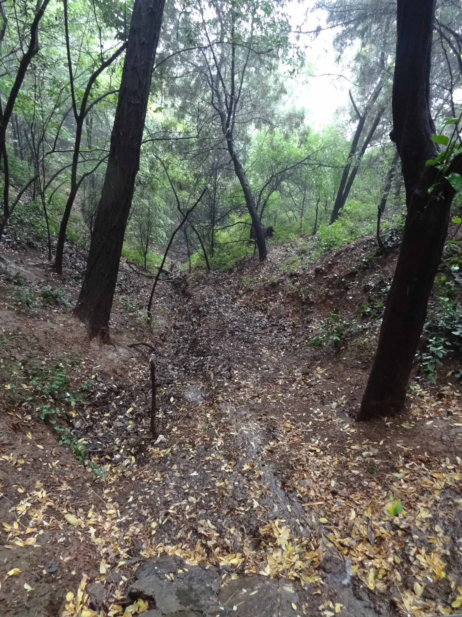 山道の様子