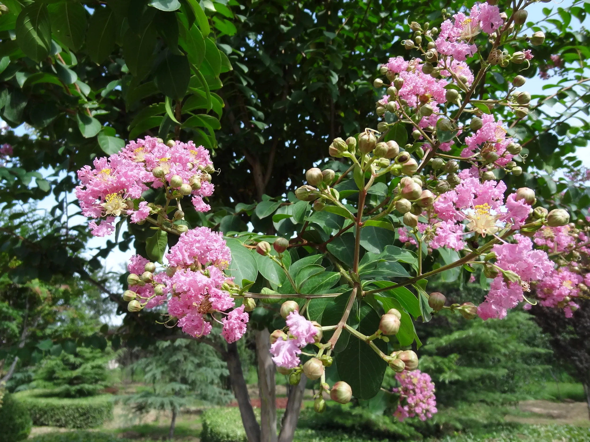 道端に咲く花