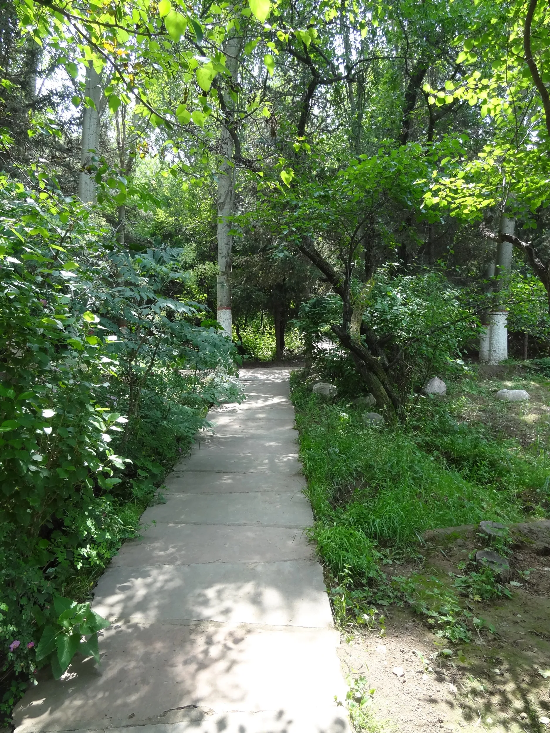 植物園の林道