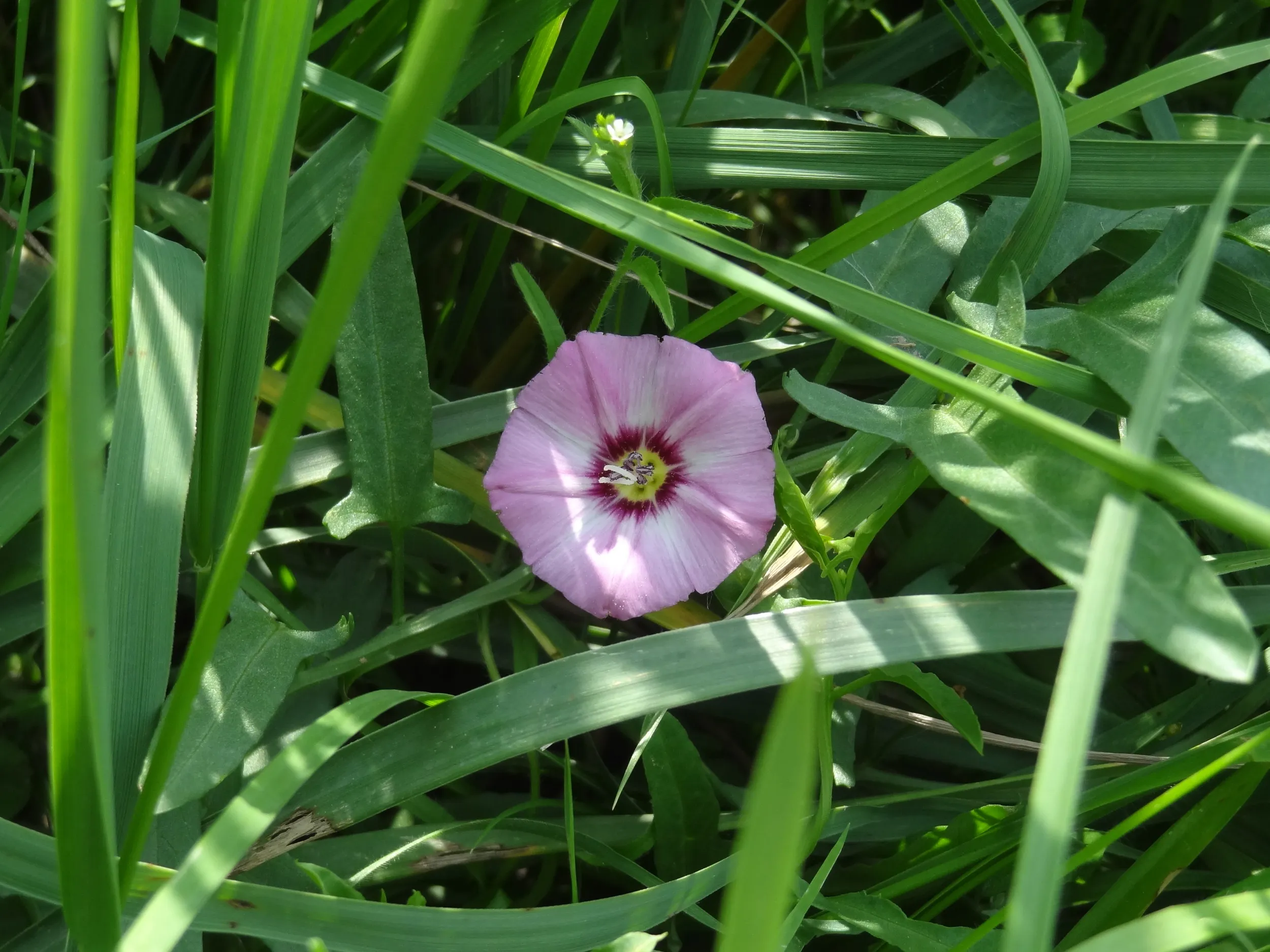 淡いピンク色の花