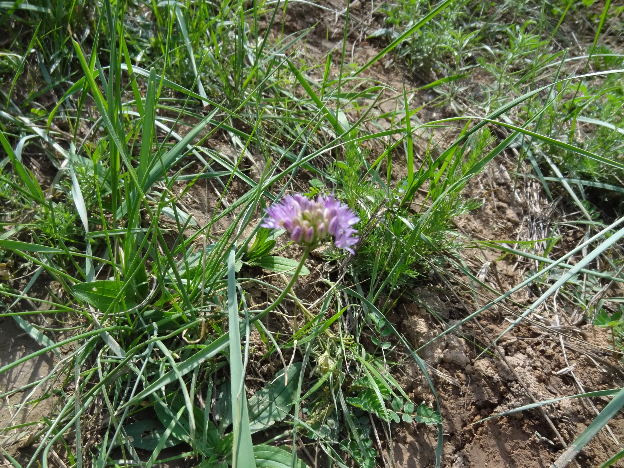 小さな花