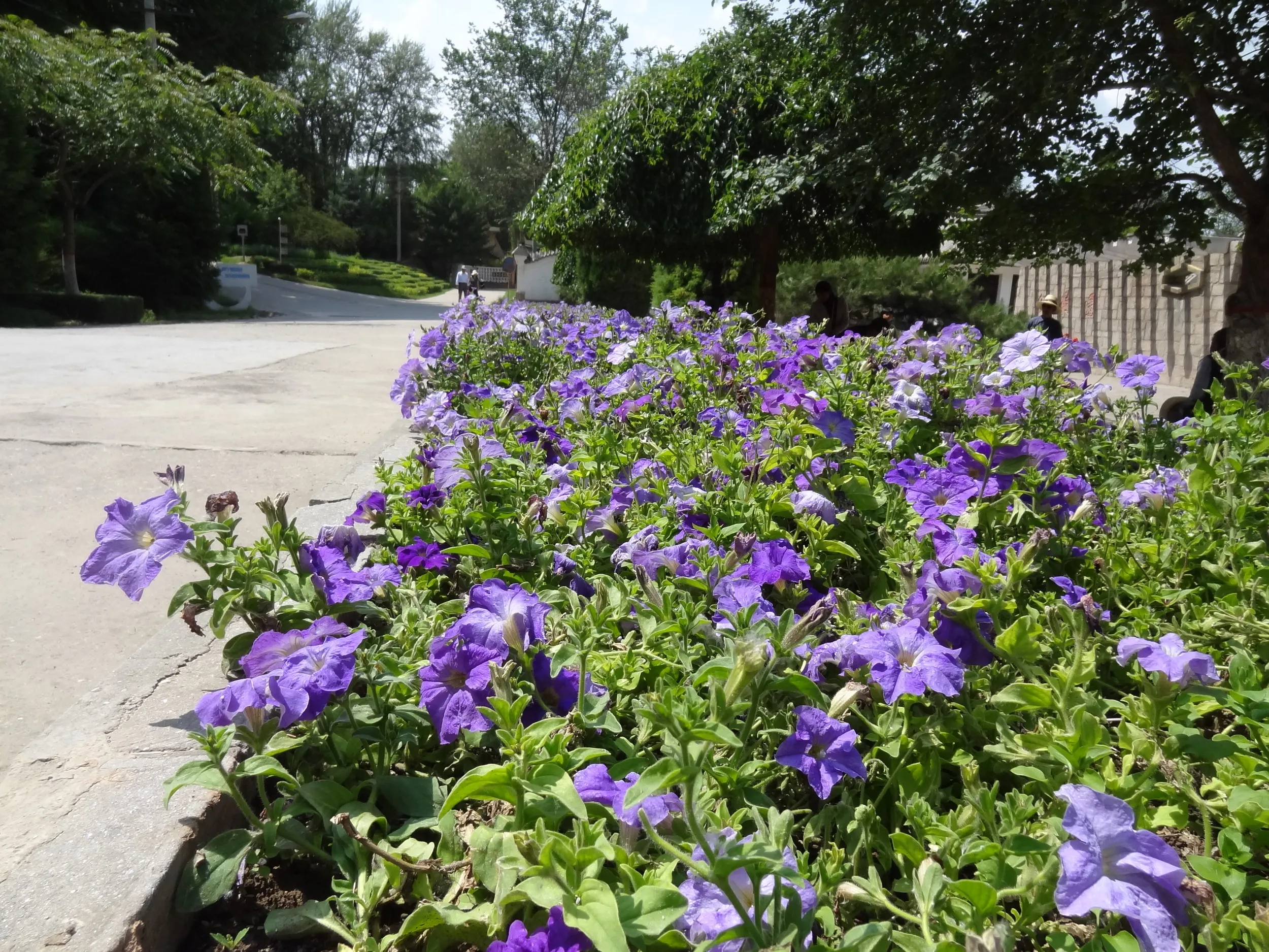 花壇に咲く青紫の花