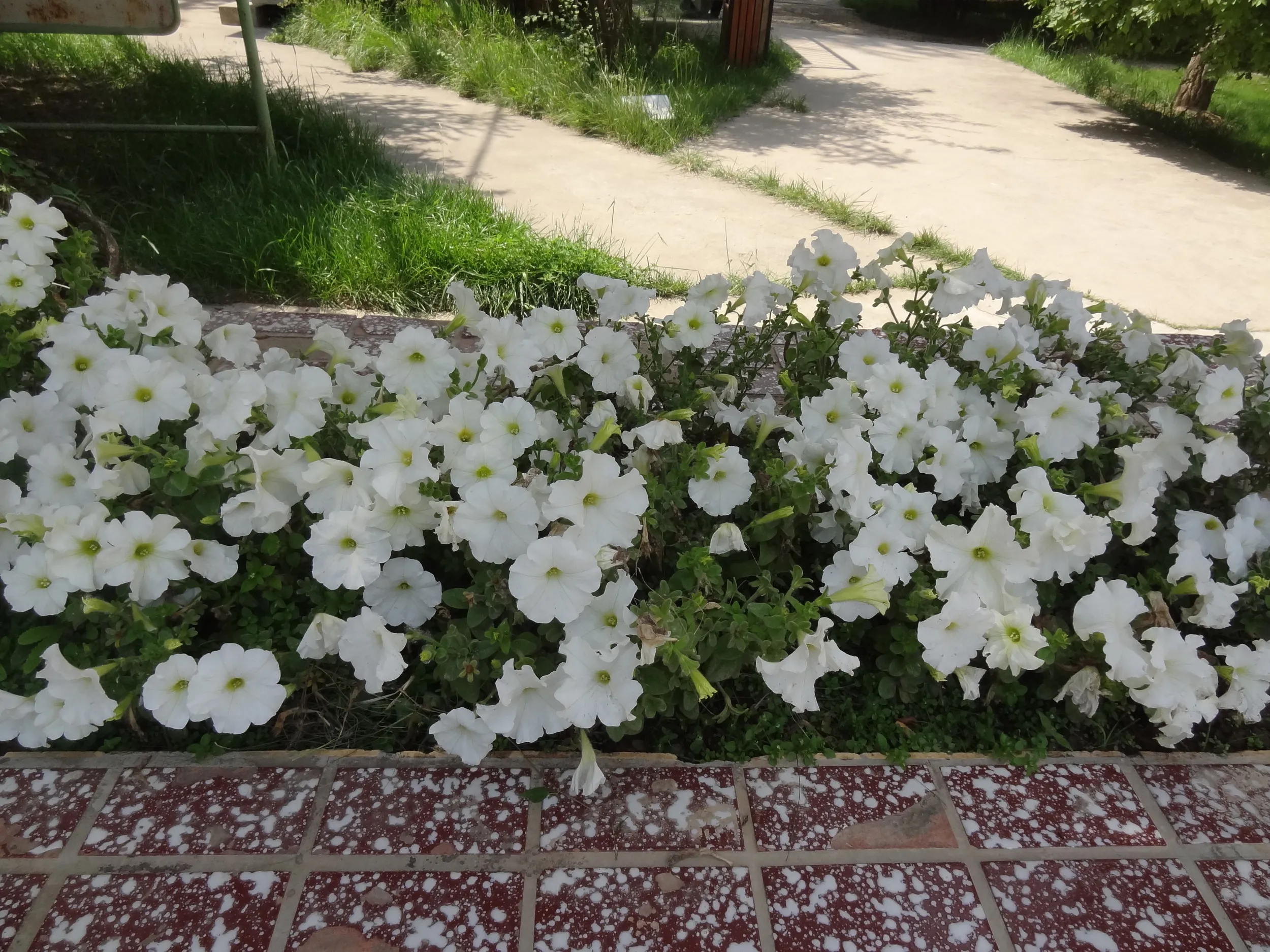 薔薇園の入口に咲く白い花