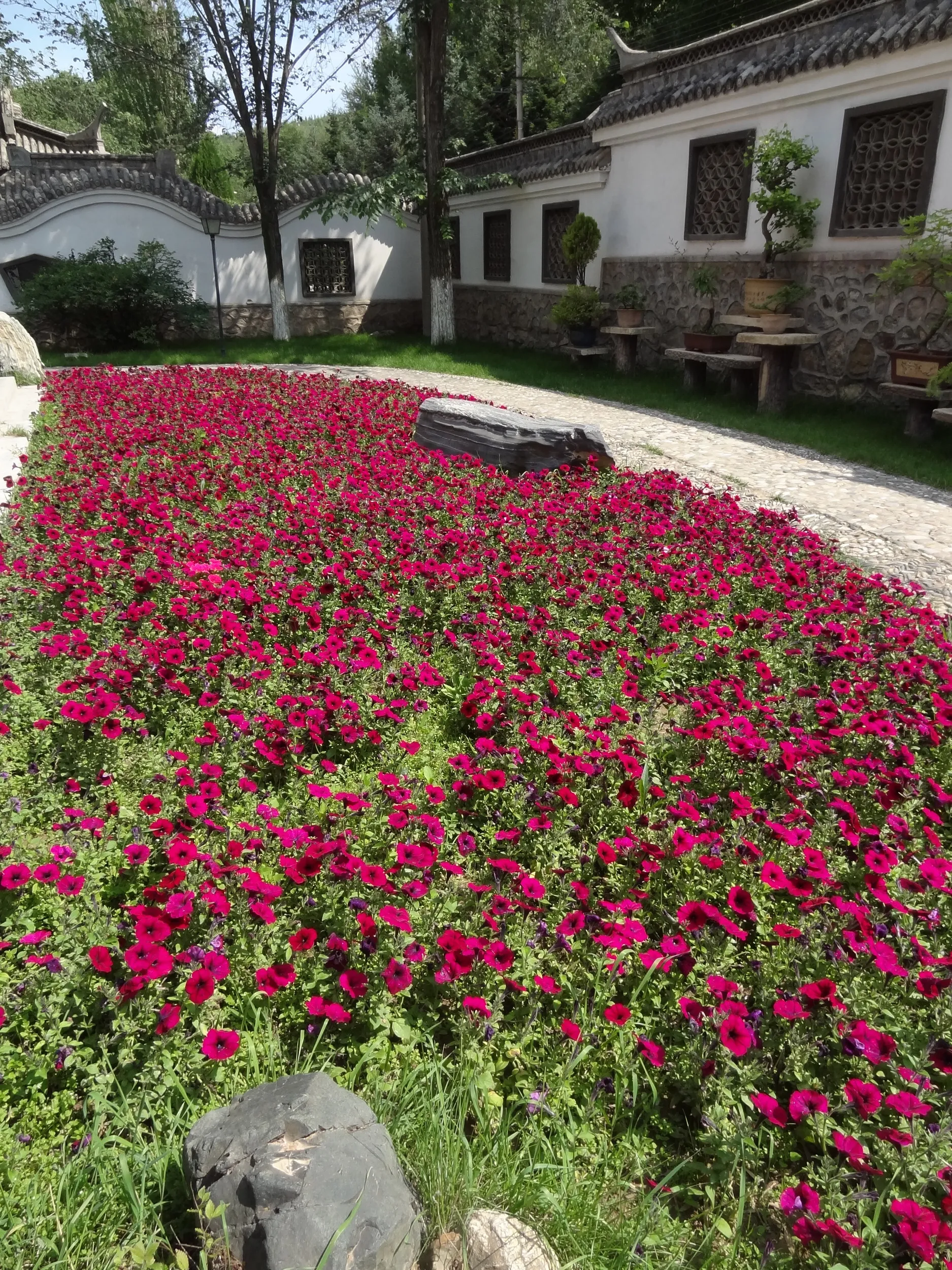 マゼンタの花