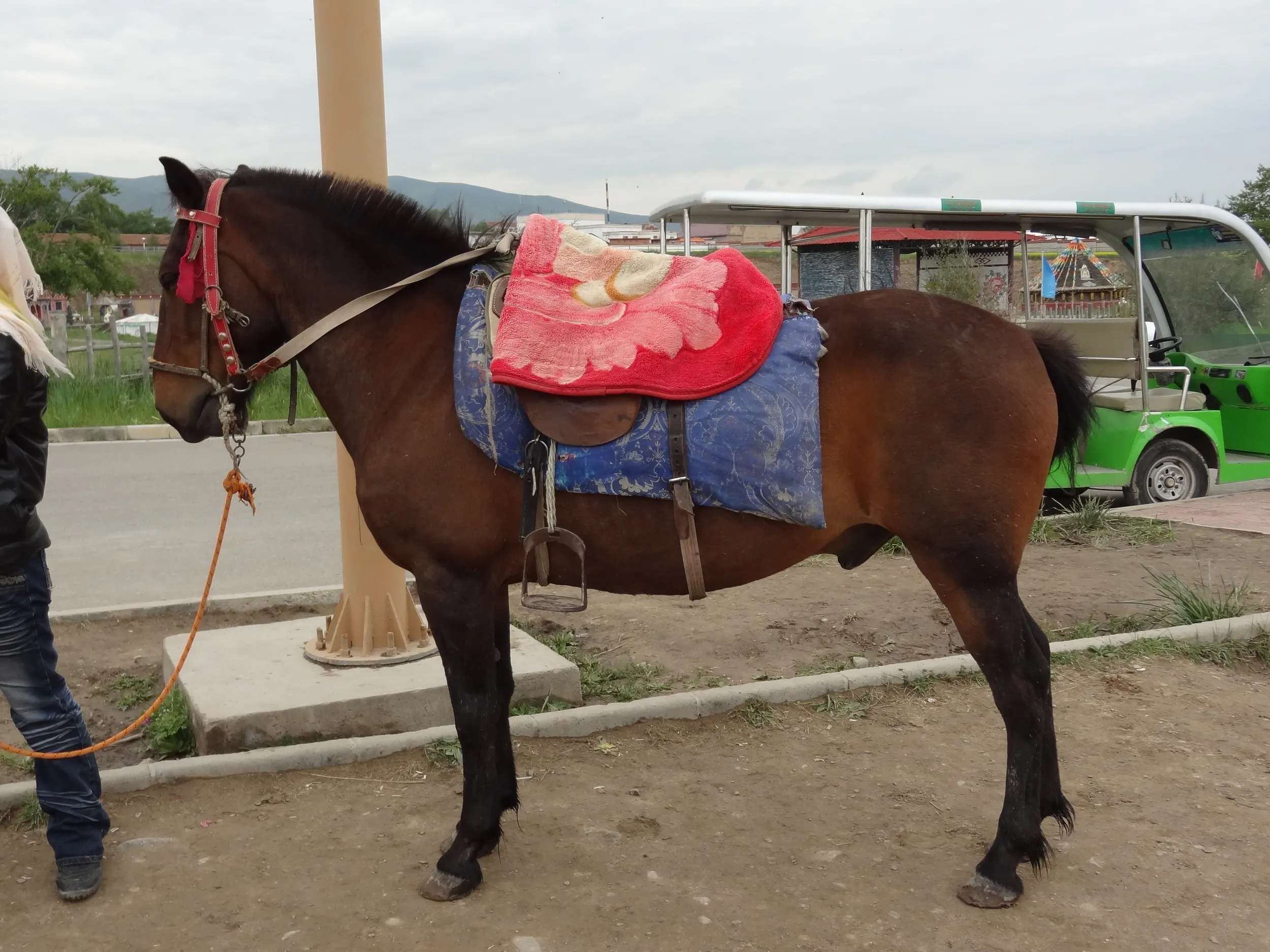 観光用の馬