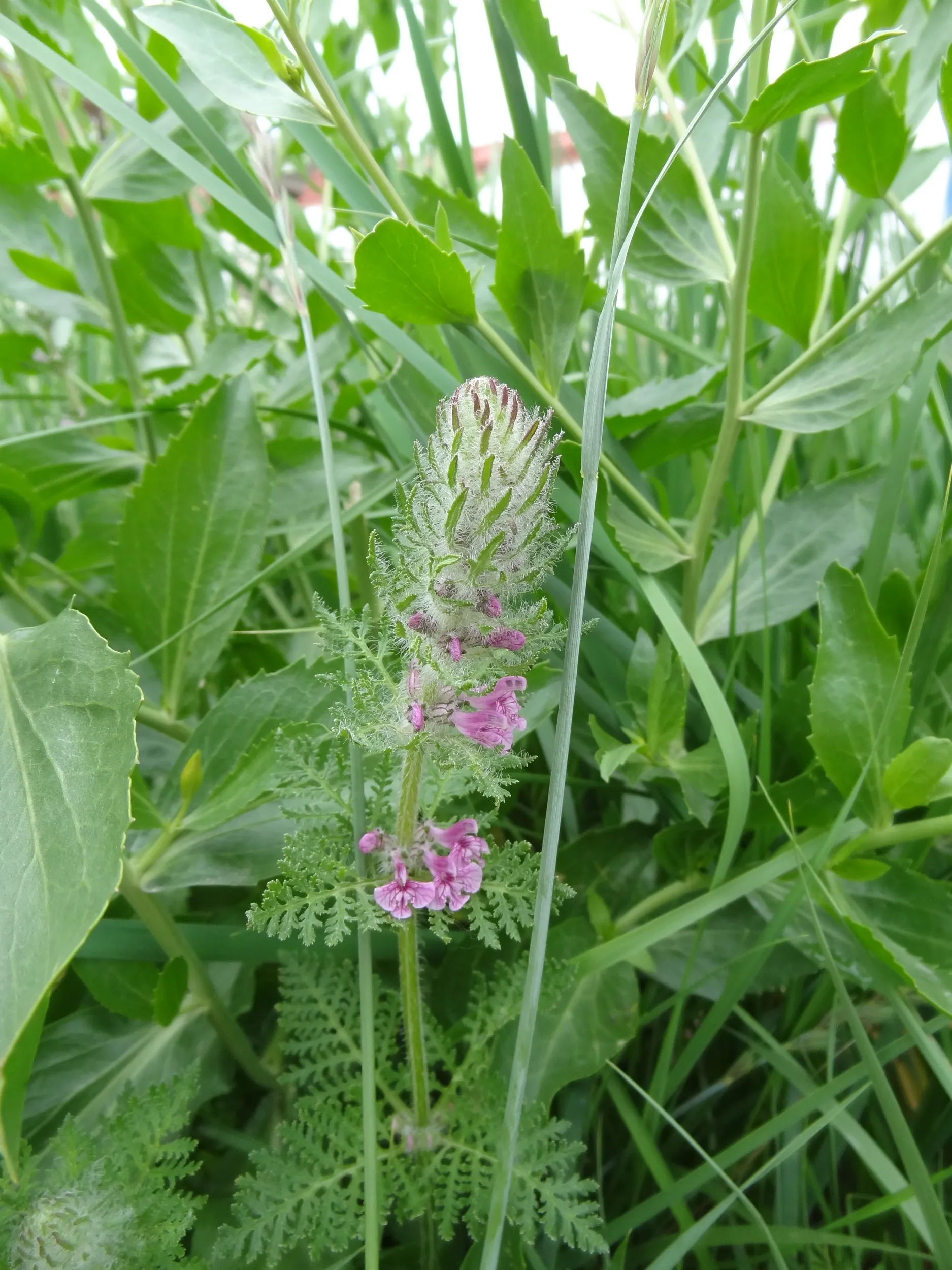 高原植物の花