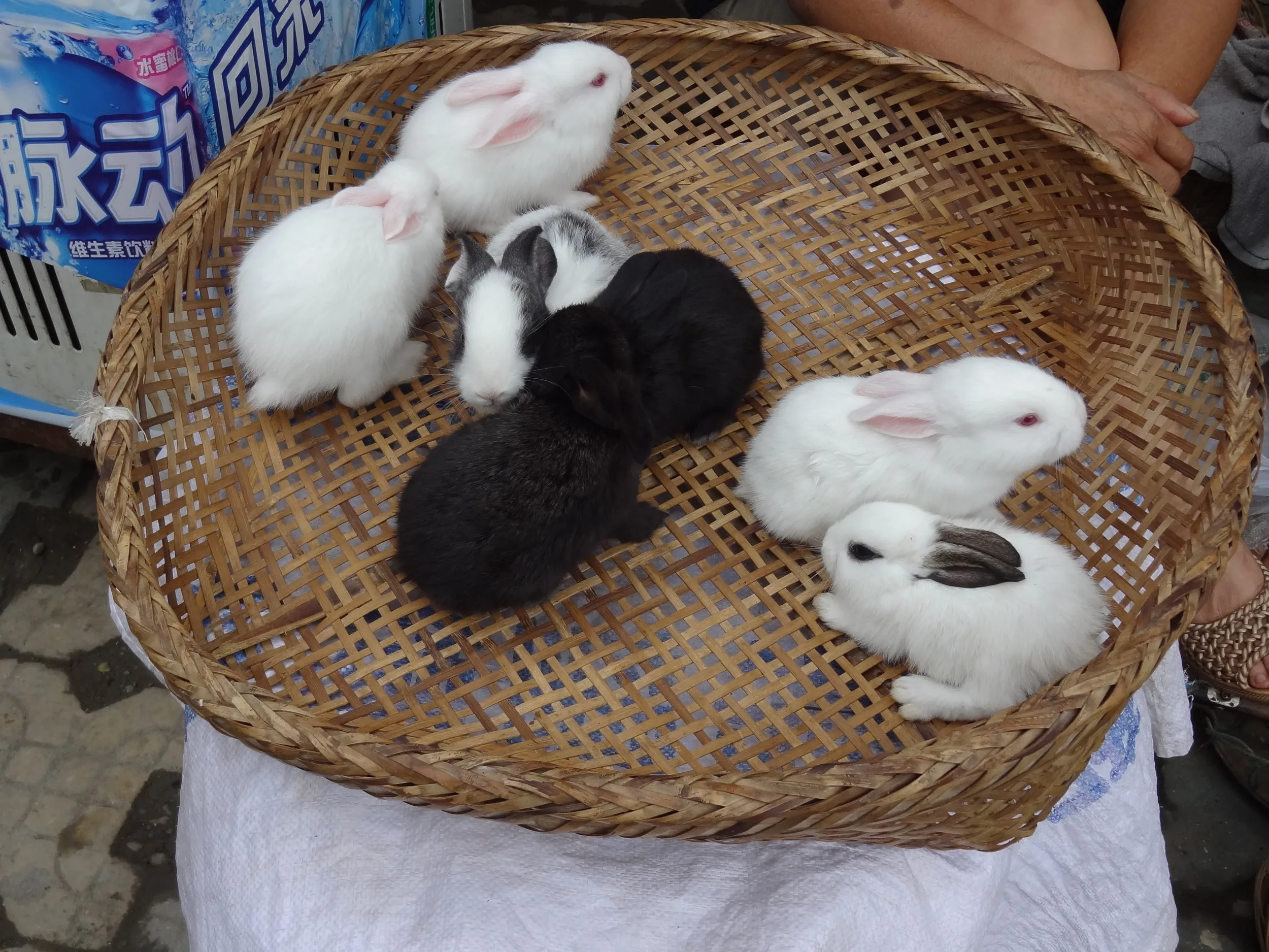 売られていたウサギ