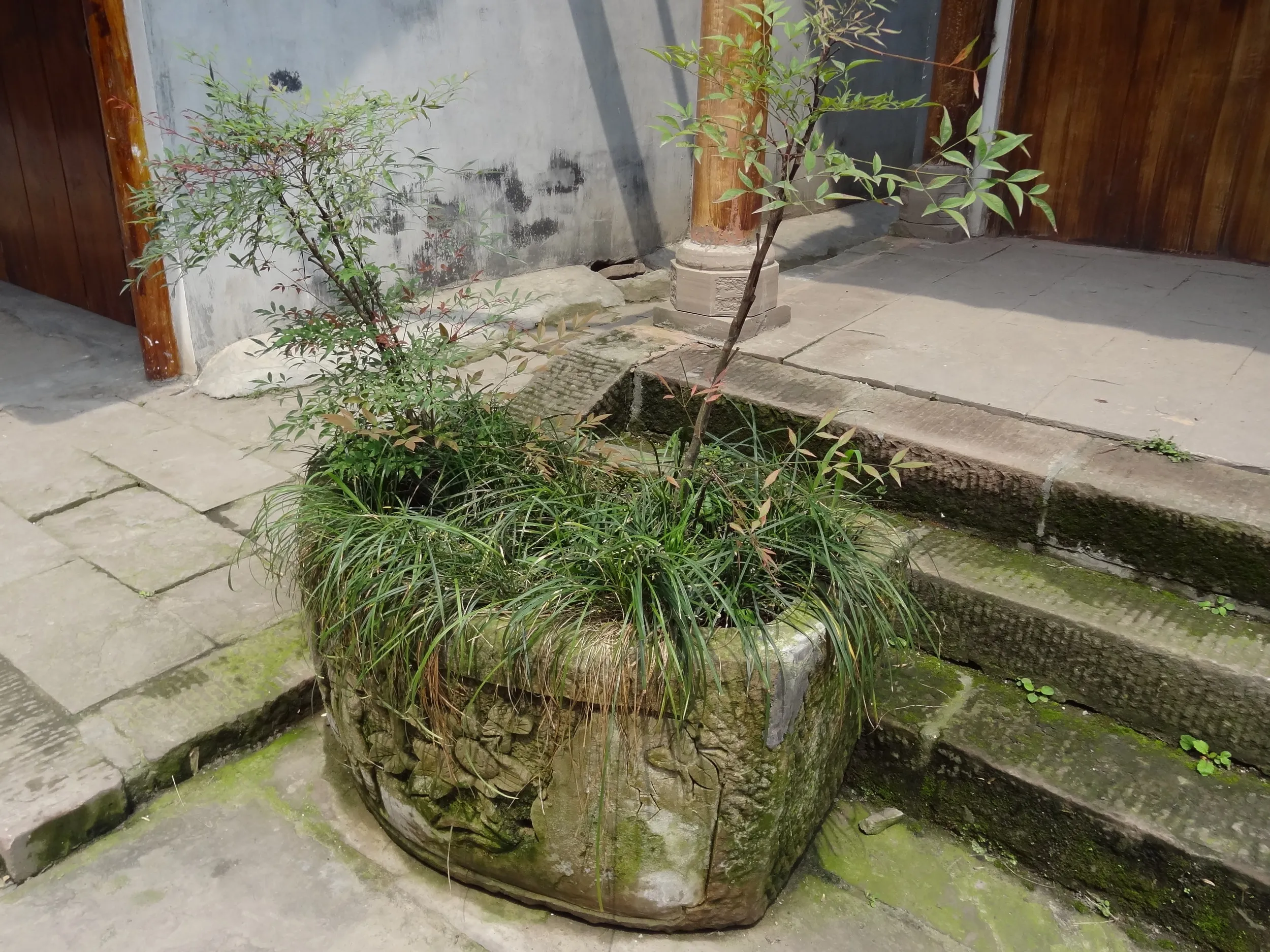 鉢植え