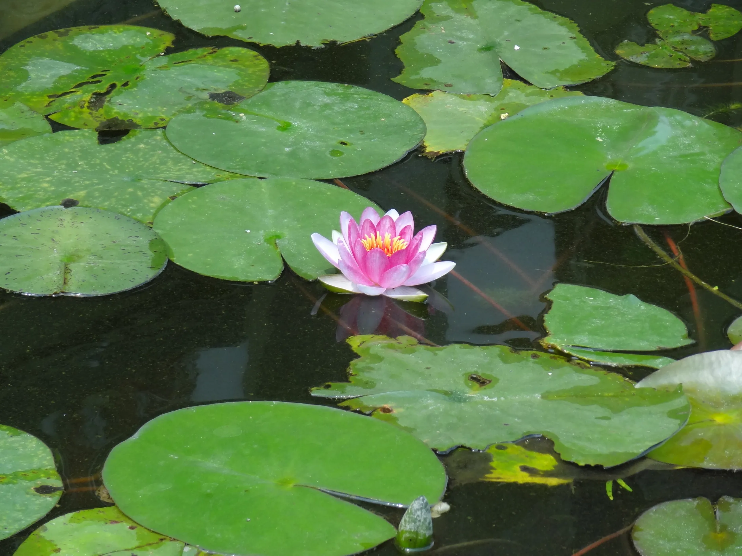 池に咲くスイレンの花