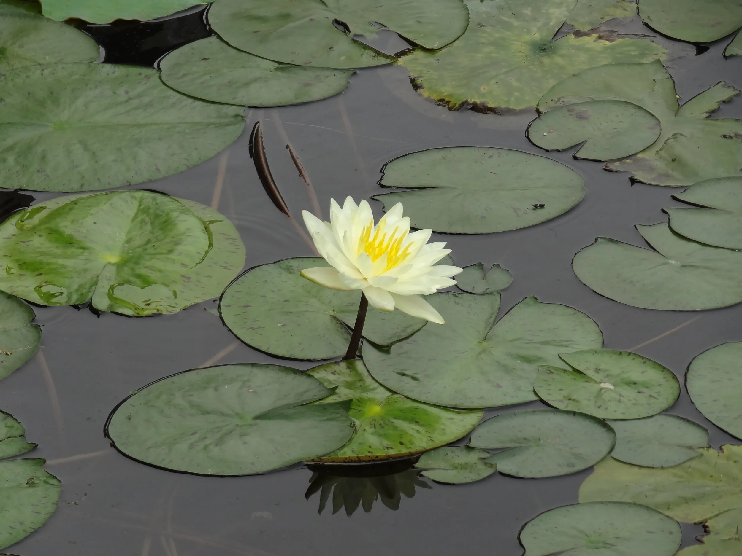 黄色いスイレンの花